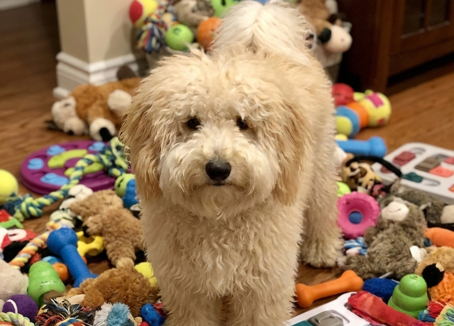 Bored or Just a Dog?