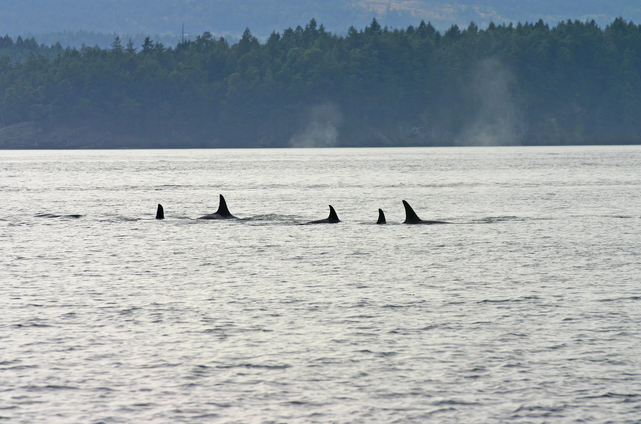 Tofino, B.C.