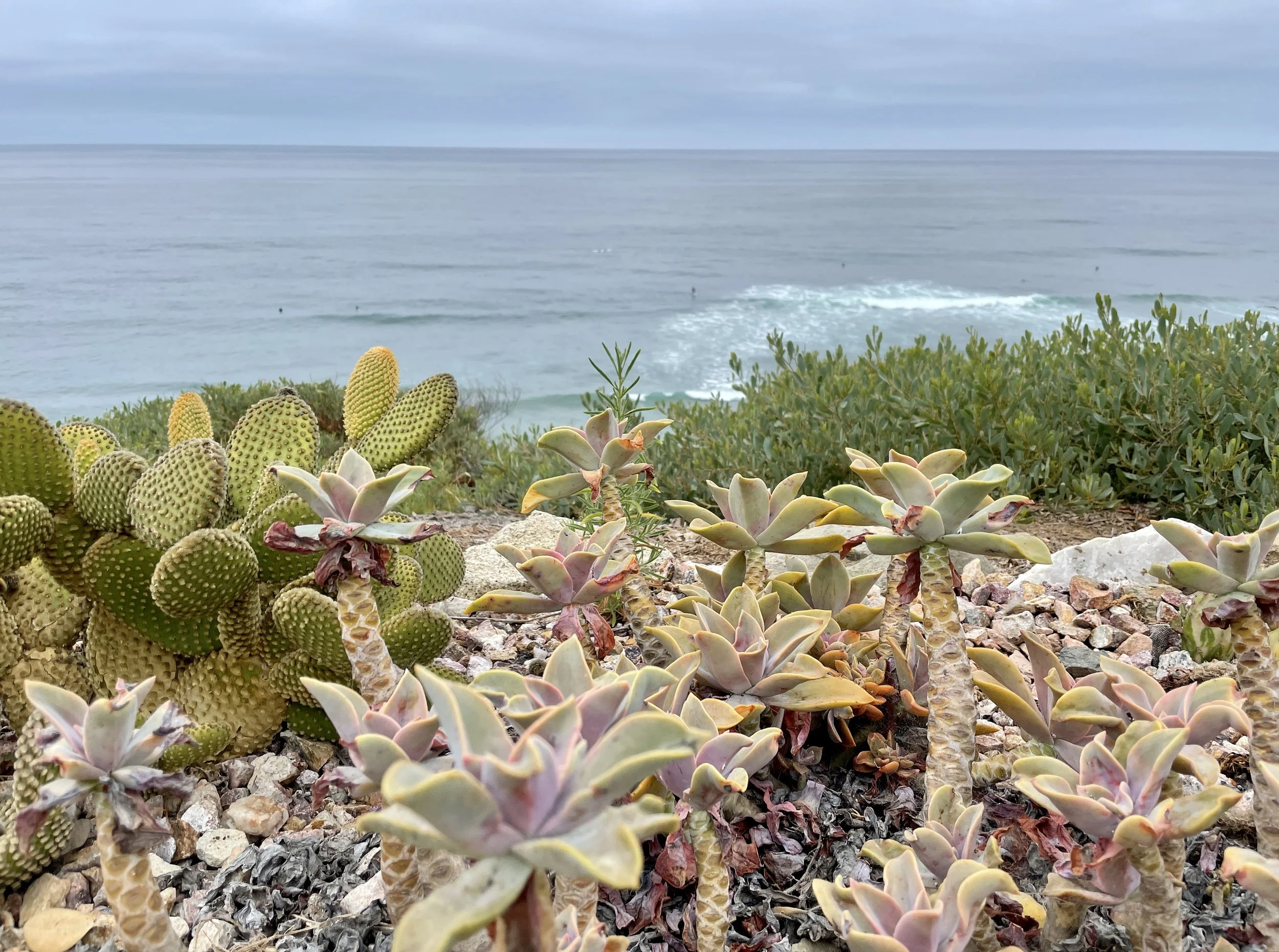 Swamis, California