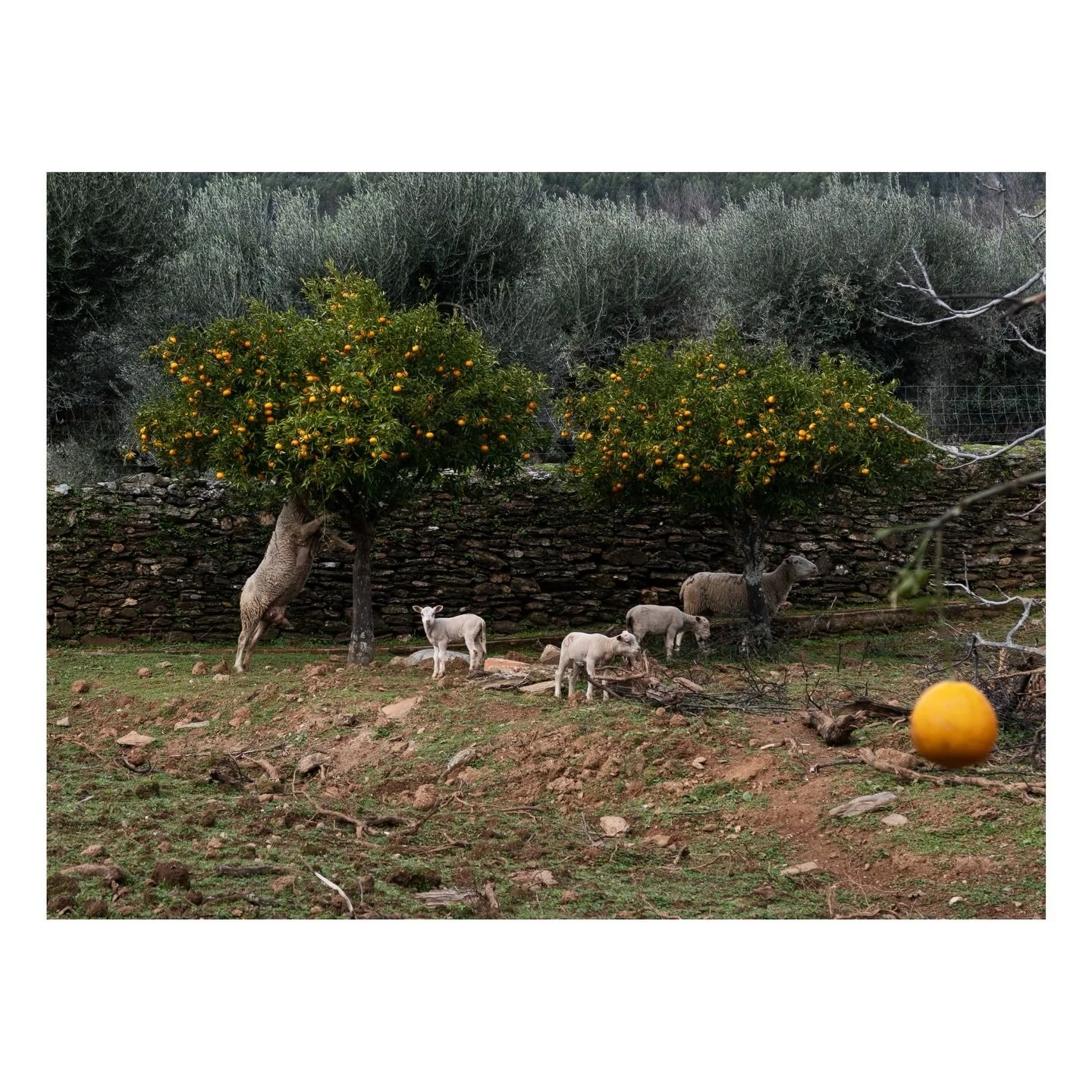 Alentejo 🍊 🐑 #aowhandmadetravels 📷 @annieowaterman