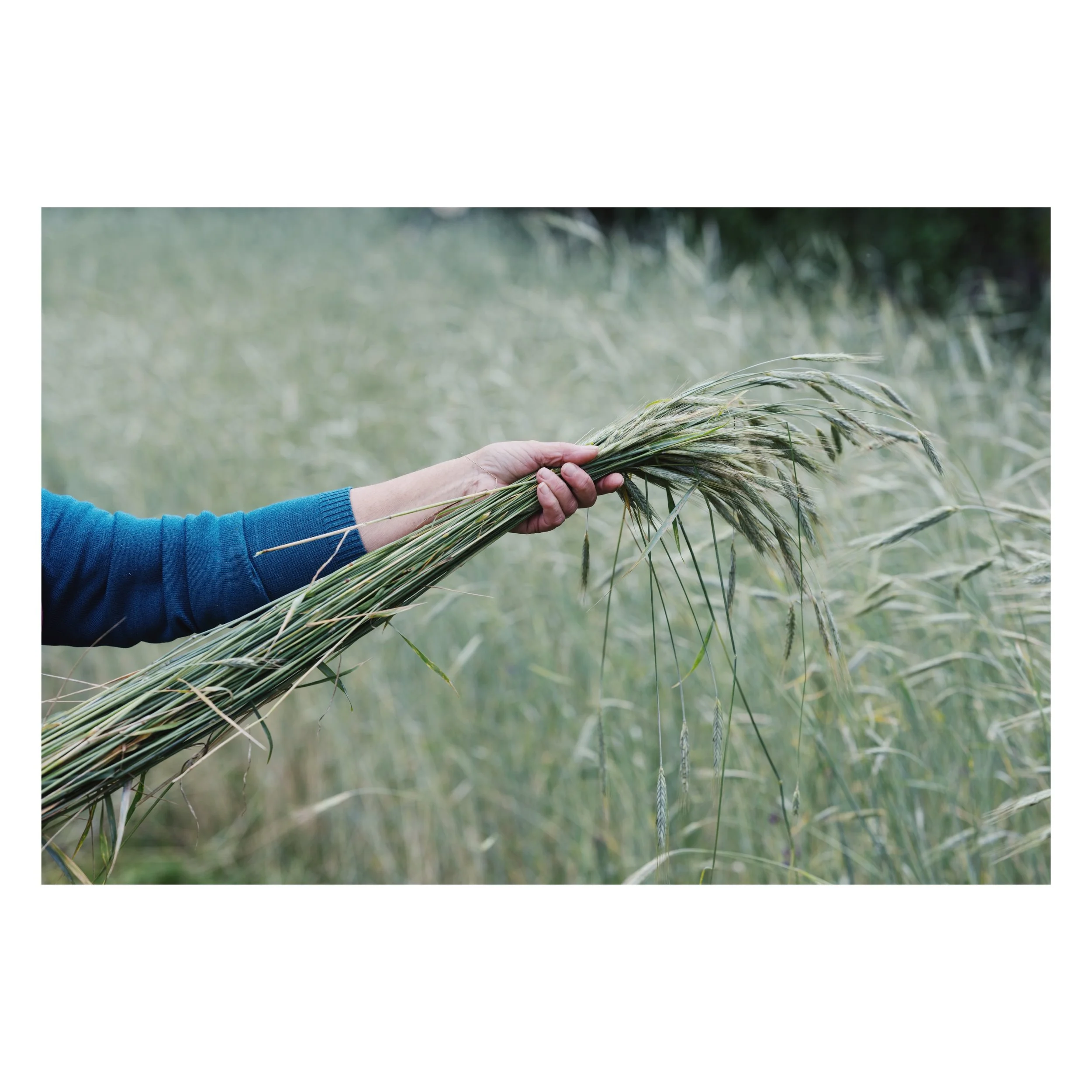 This past month, I was invited to a straw harvest by @as_tres_micas_ in Central Portugal &mdash; a little preview of what&rsquo;s coming next month for AOW Insiders, along with a behind of the scenes imagery and some of their beautiful pieces that ca