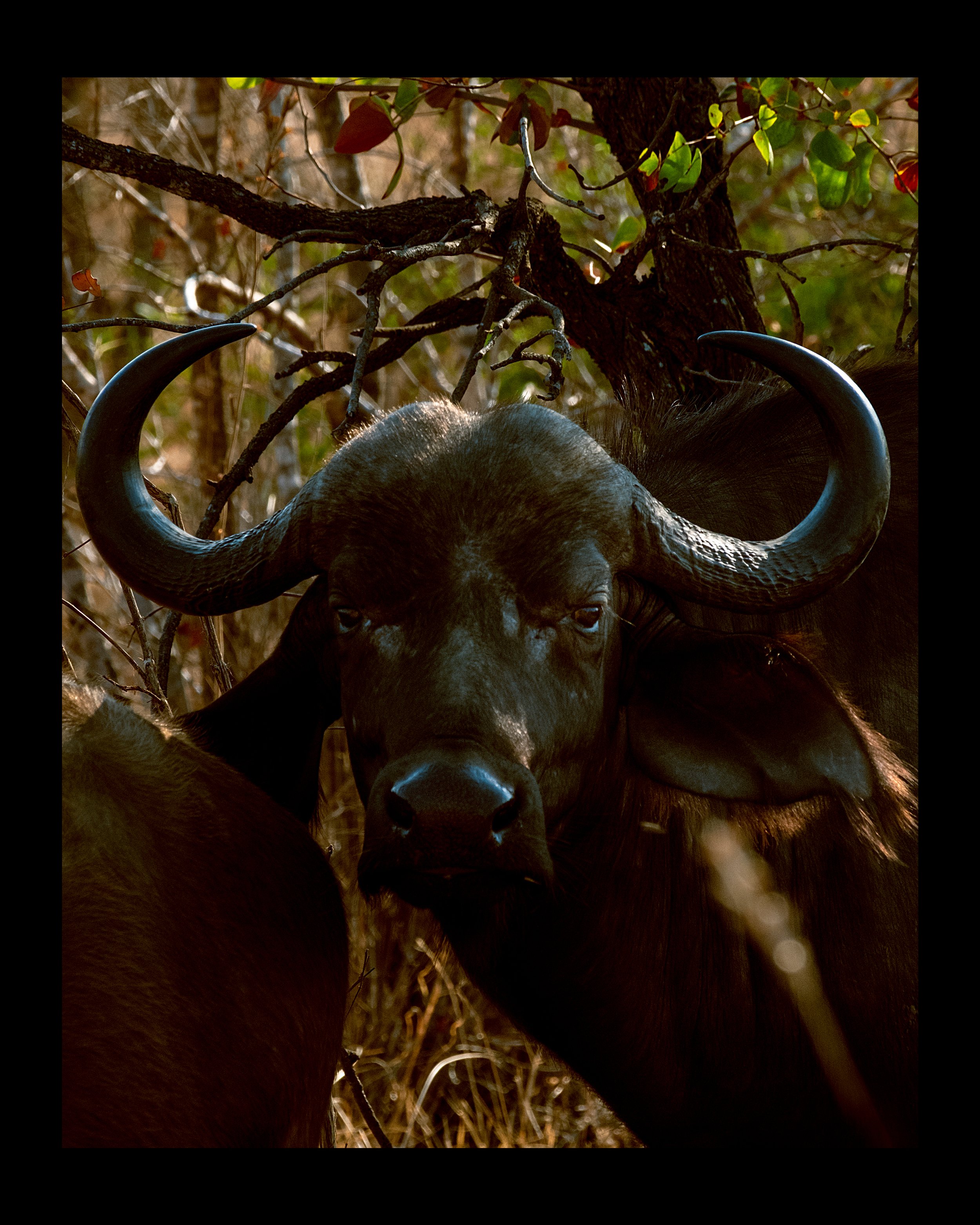 Close-up of a buffalo's face showcasing its curved horns, with background of branches and leaves.