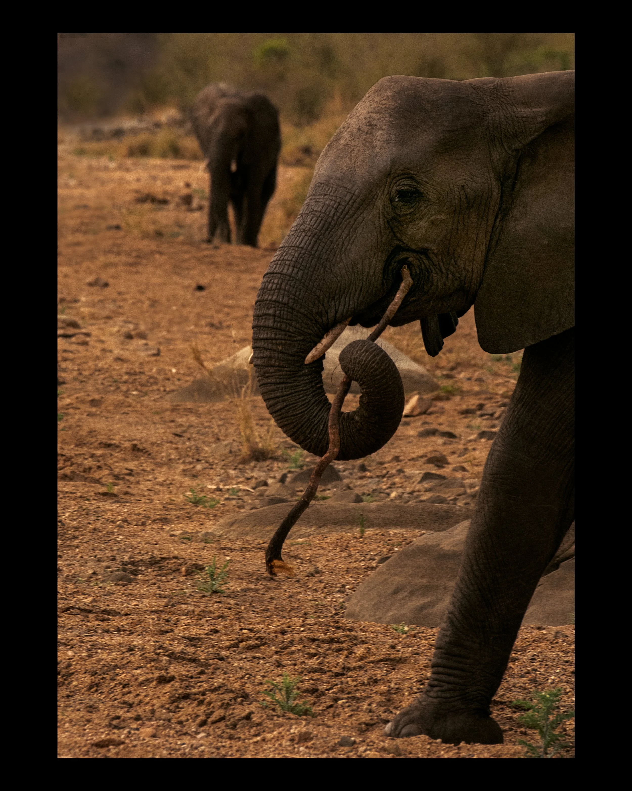 An adult elephant with a young elephant standing on dry, dusty ground in a natural habitat, with sparse vegetation and a blurred background.