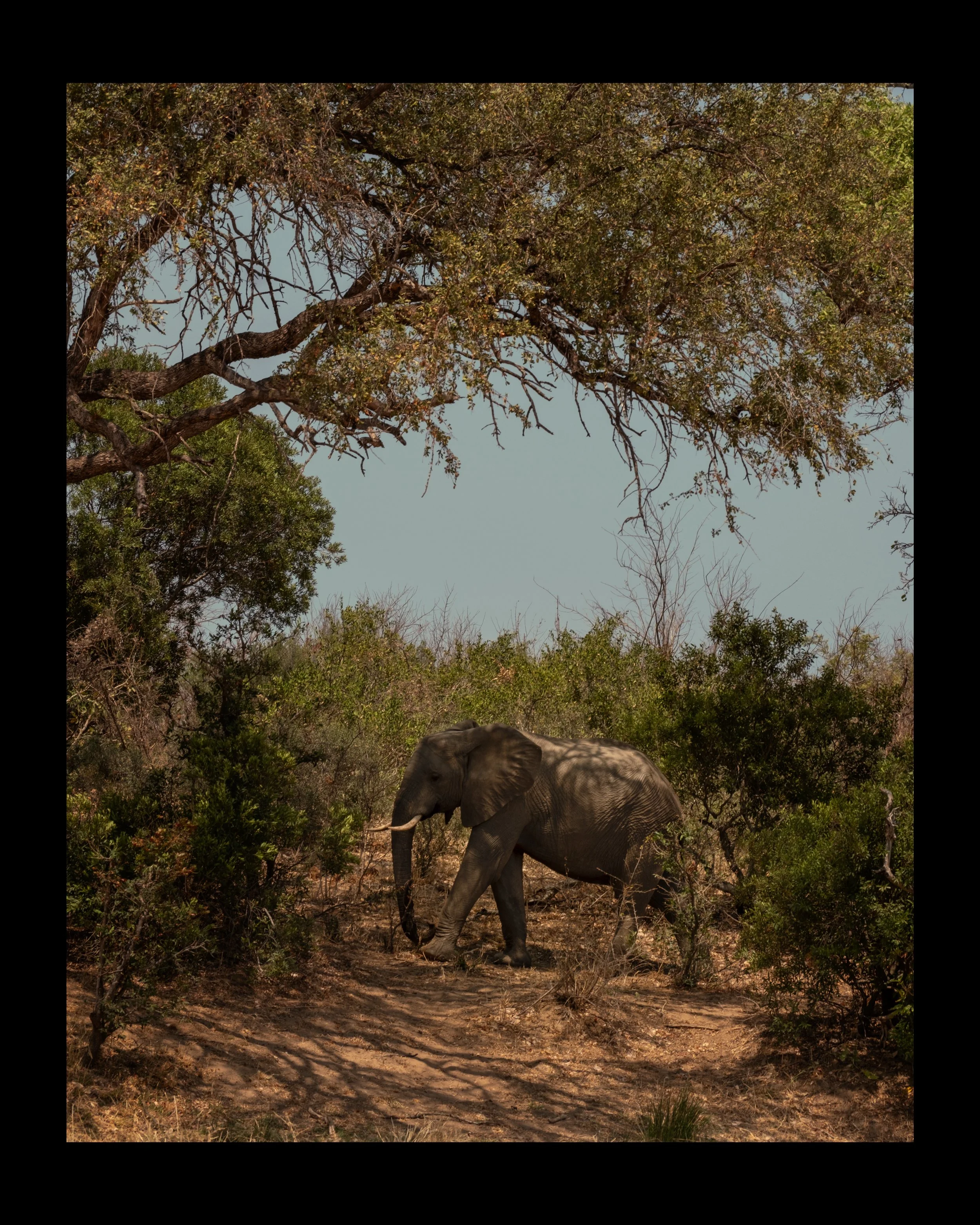 A young elephant walking through a natural landscape with trees and bushes under a clear blue sky.