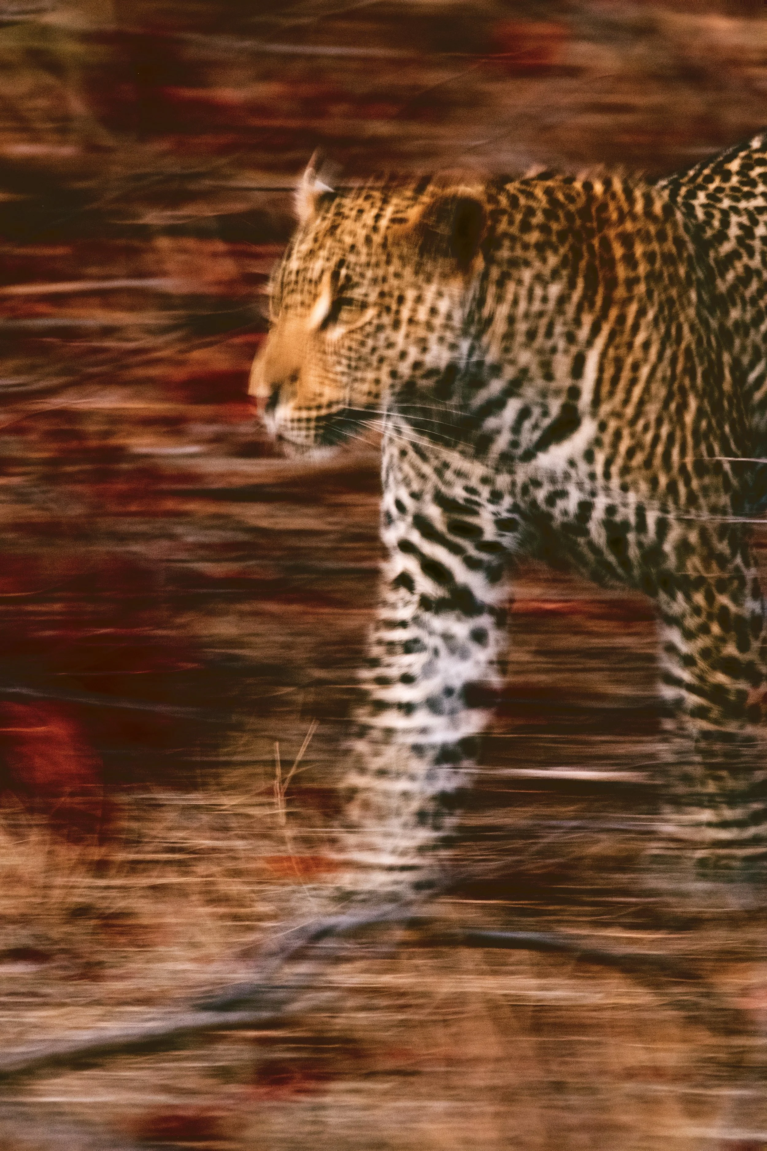 A leopard walking swiftly through a blurred background of dry grass and shrubbery.