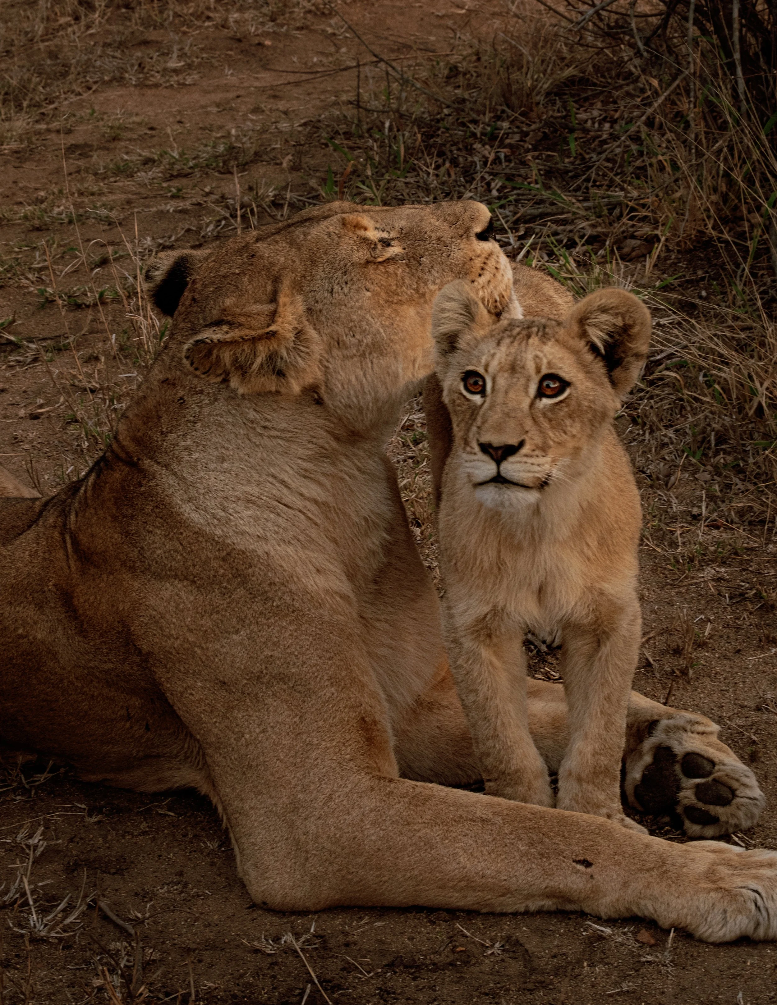 A lioness laying on the ground with a lion cub sitting close beside her, in a natural, dry habitat.