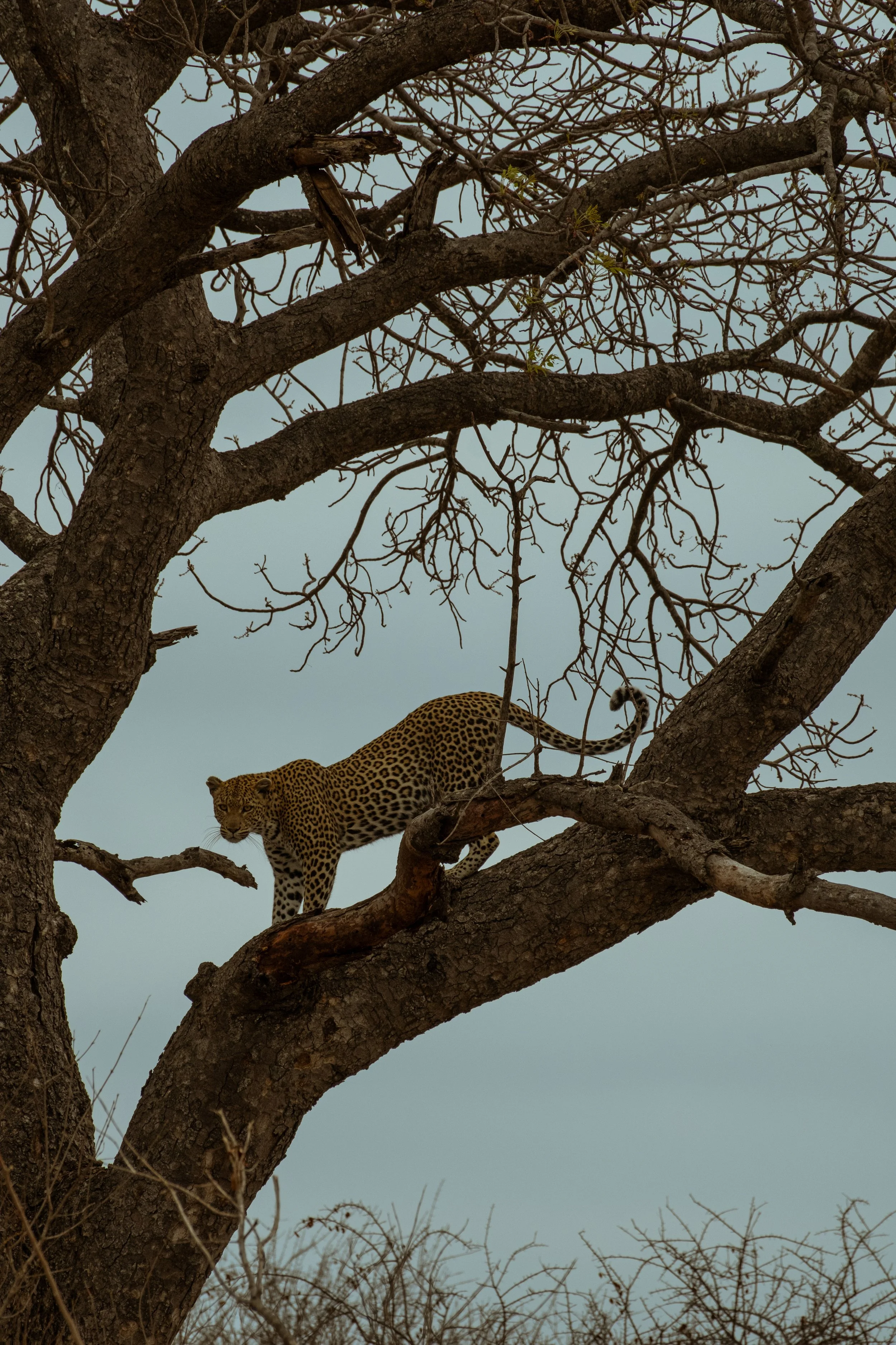 A leopard is perched on a branch of a large, leafless tree against a pale sky.