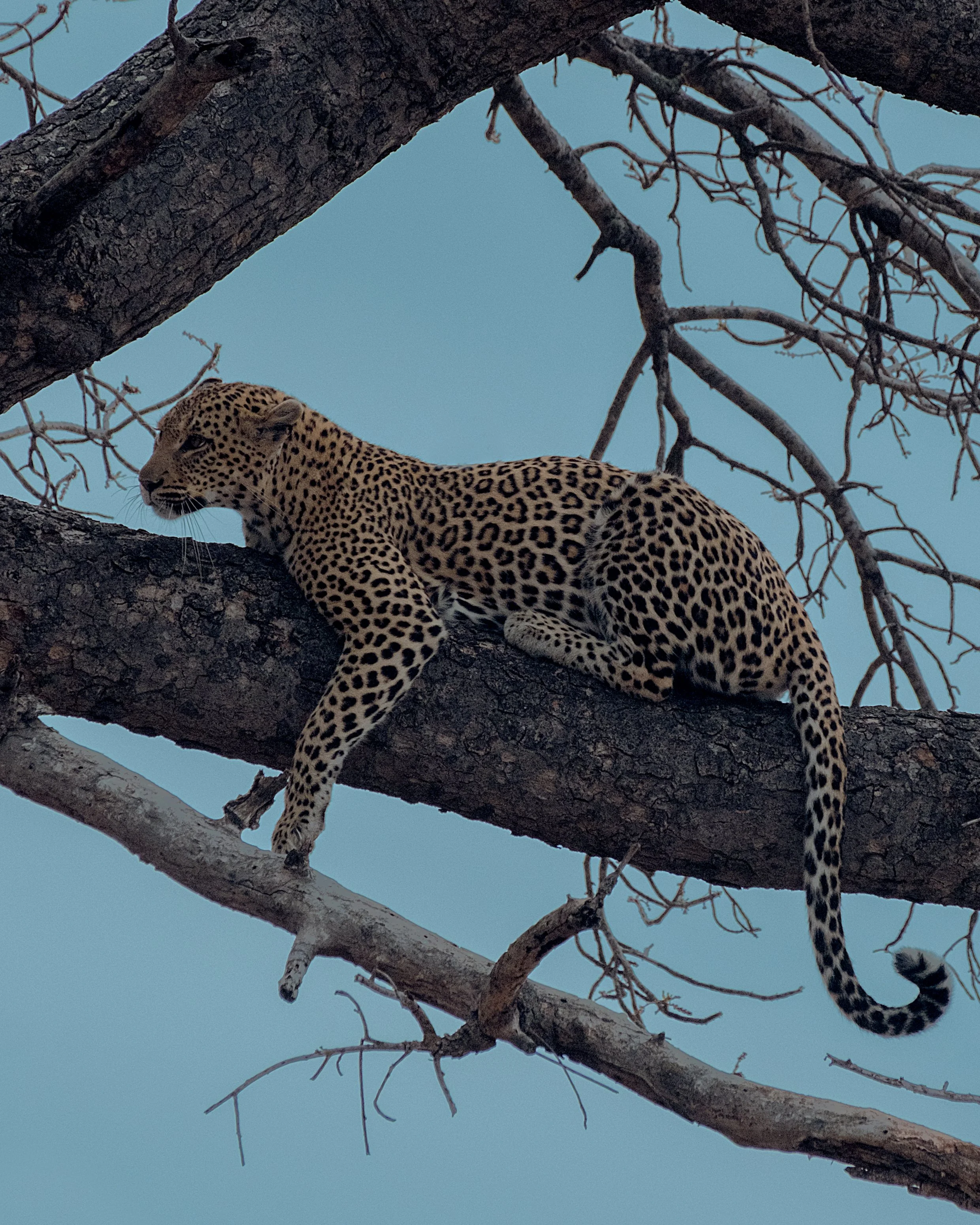 A leopard resting on a tree branch with a clear blue sky in the background.
