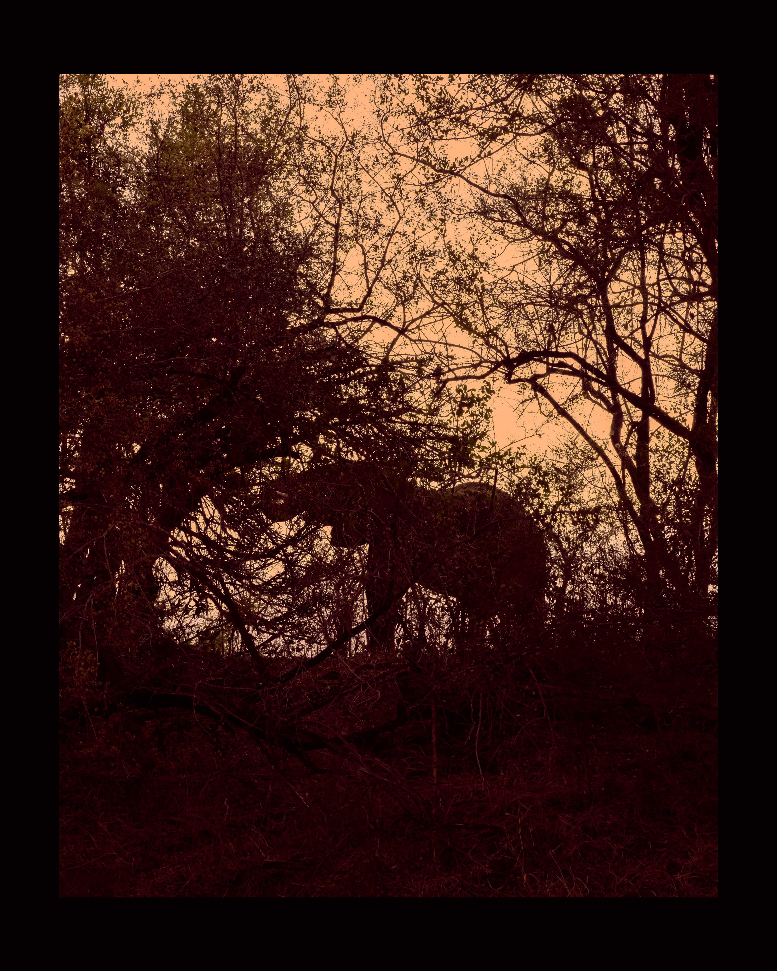 Tree branches and foliage silhouetted against a pinkish sky at sunset.