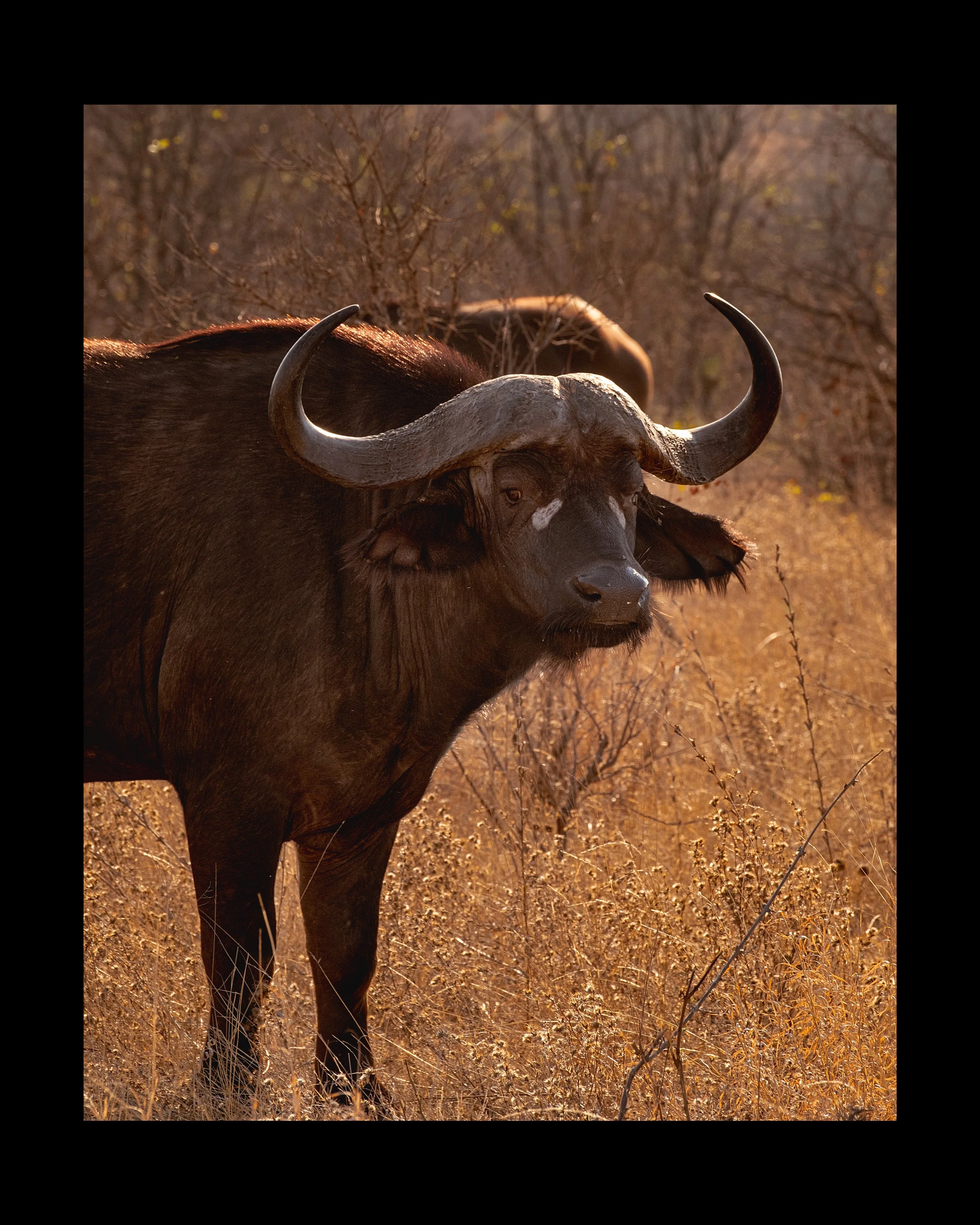 A buffalo standing in dry grass and bushes in a natural habitat during sunset.