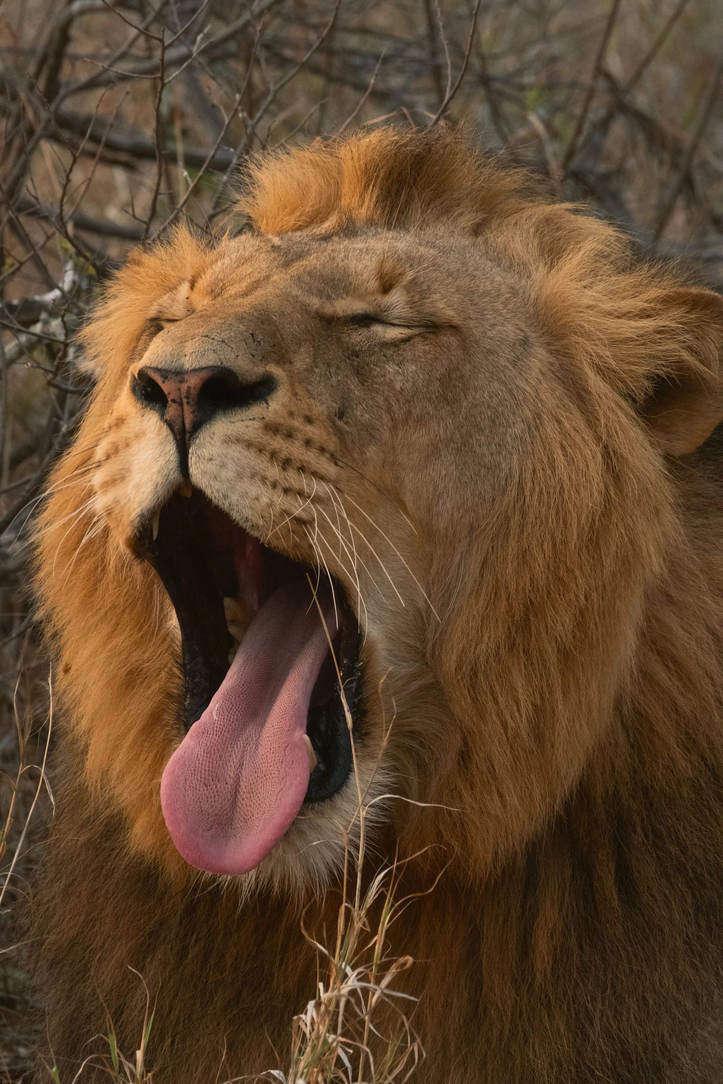 A yawning lion with closed eyes, showing its pink tongue, in a natural setting with dry grass and leafless branches in the background.