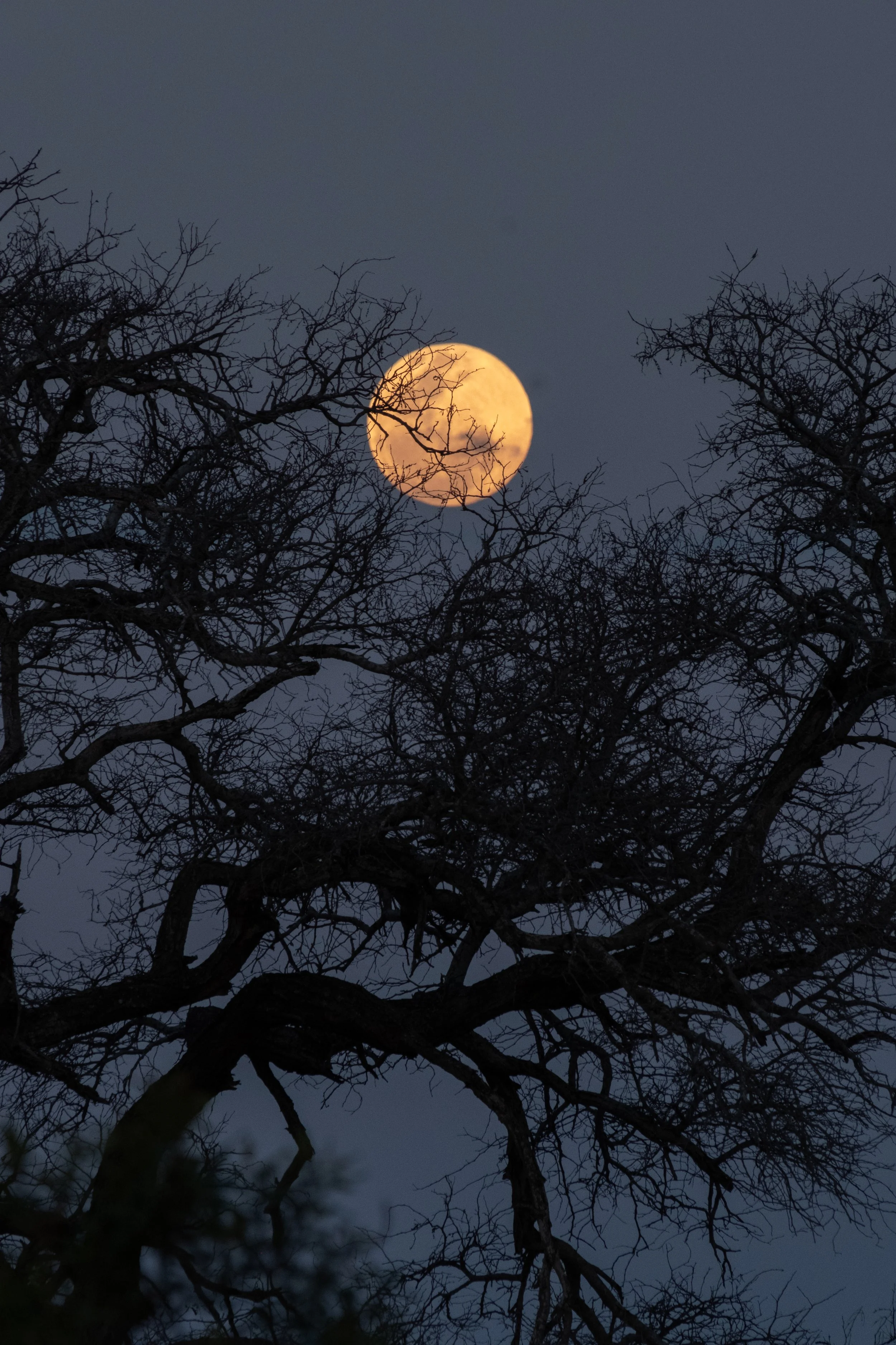 Full moon partly obscured by leafless tree branches against a dark sky