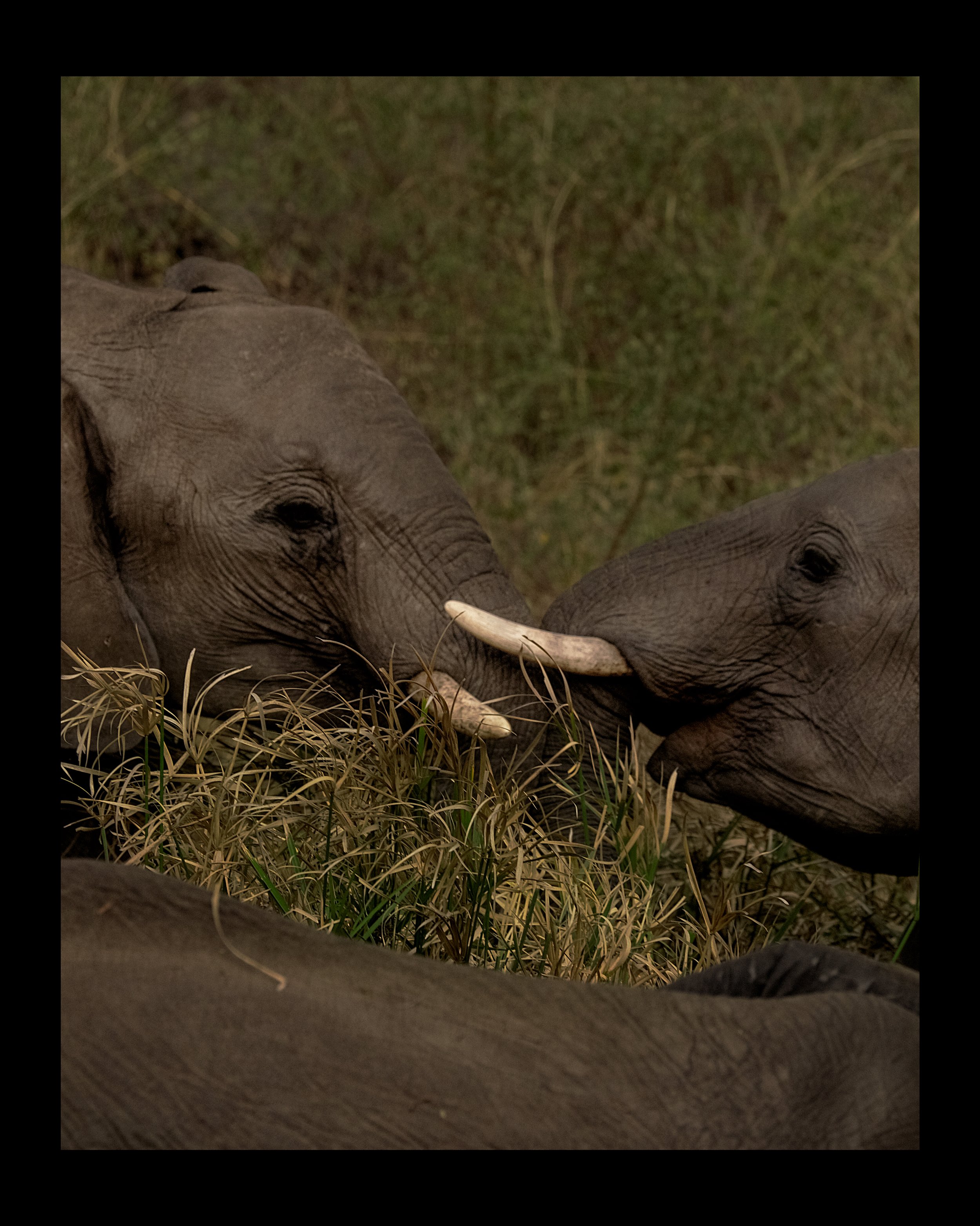 Close-up of two elephants lying on the ground, surrounded by tall dry grass, with a blurred background of greenery.