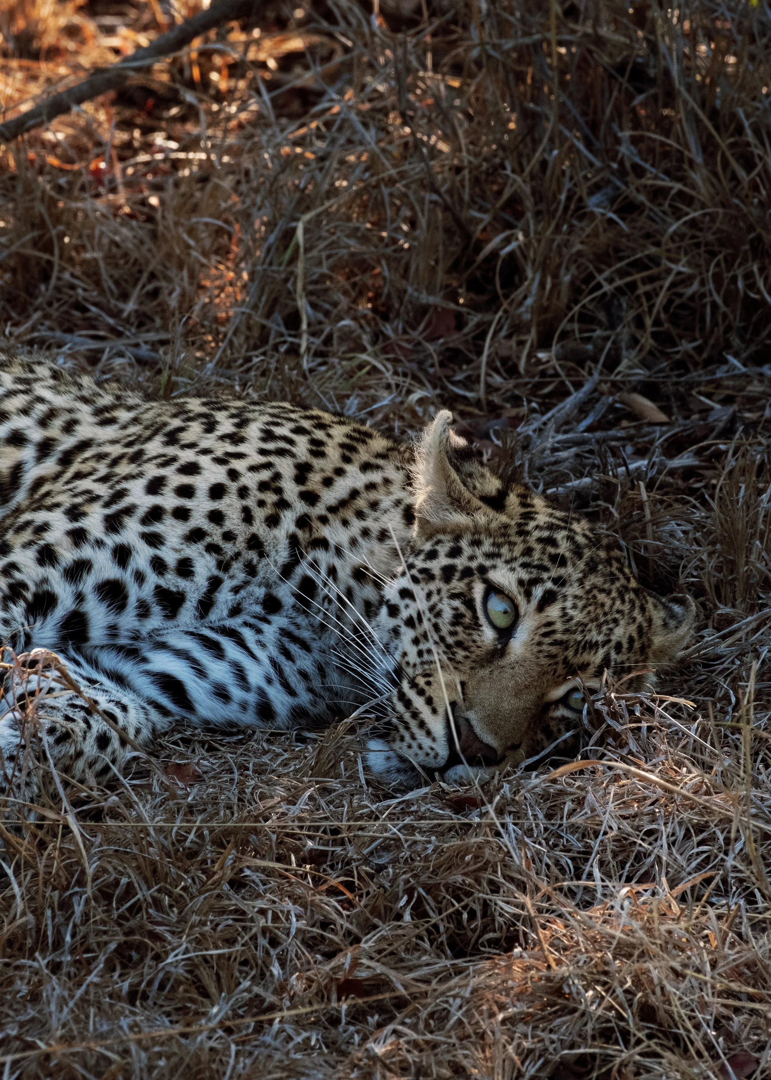 A jaguar lying on the ground among dry grass and twigs, resting with its head turned to the side and one eye visible.