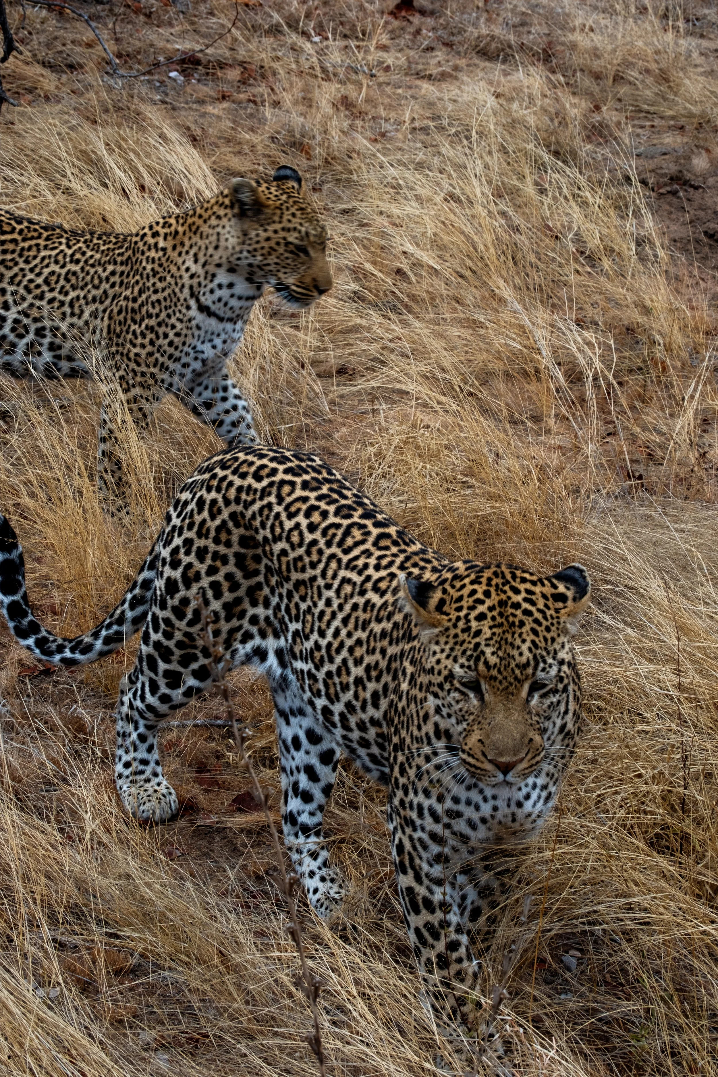 Two jaguars walking through tall dry grass in a natural setting.