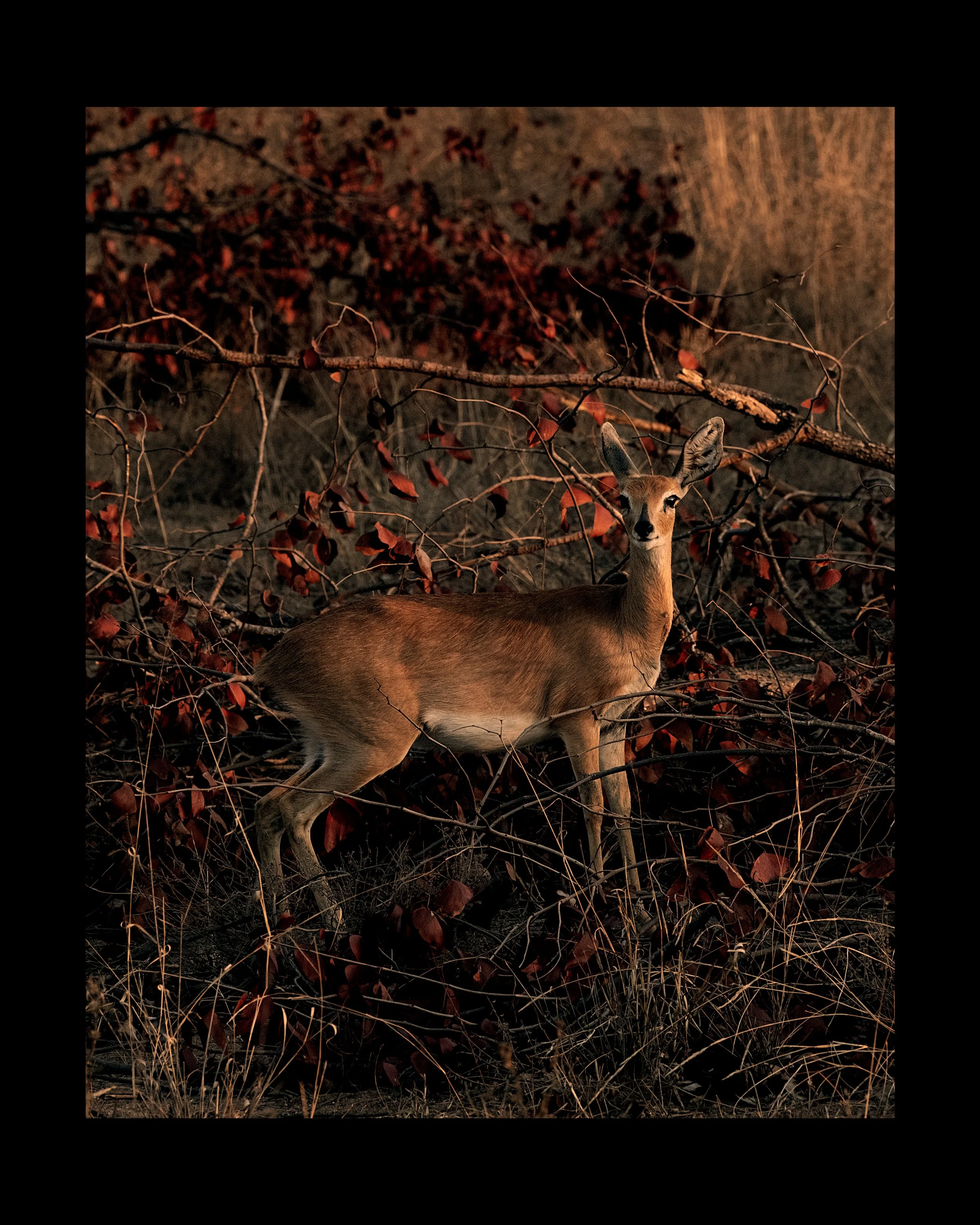 A deer standing among leafless branches and dried leaves, with a dark background.