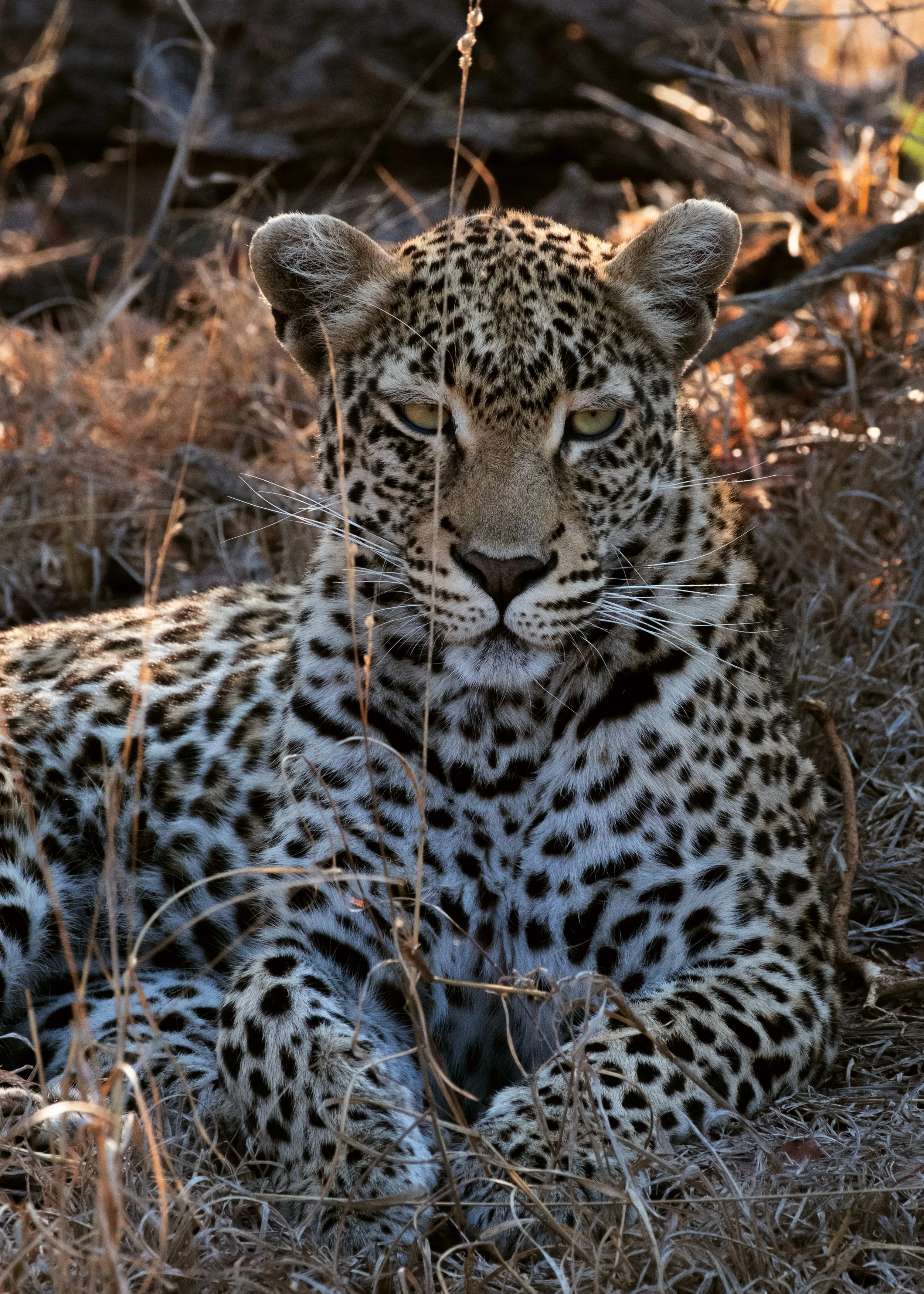 A jaguar resting on dry grass with a focused gaze, surrounded by natural woodland habitat.