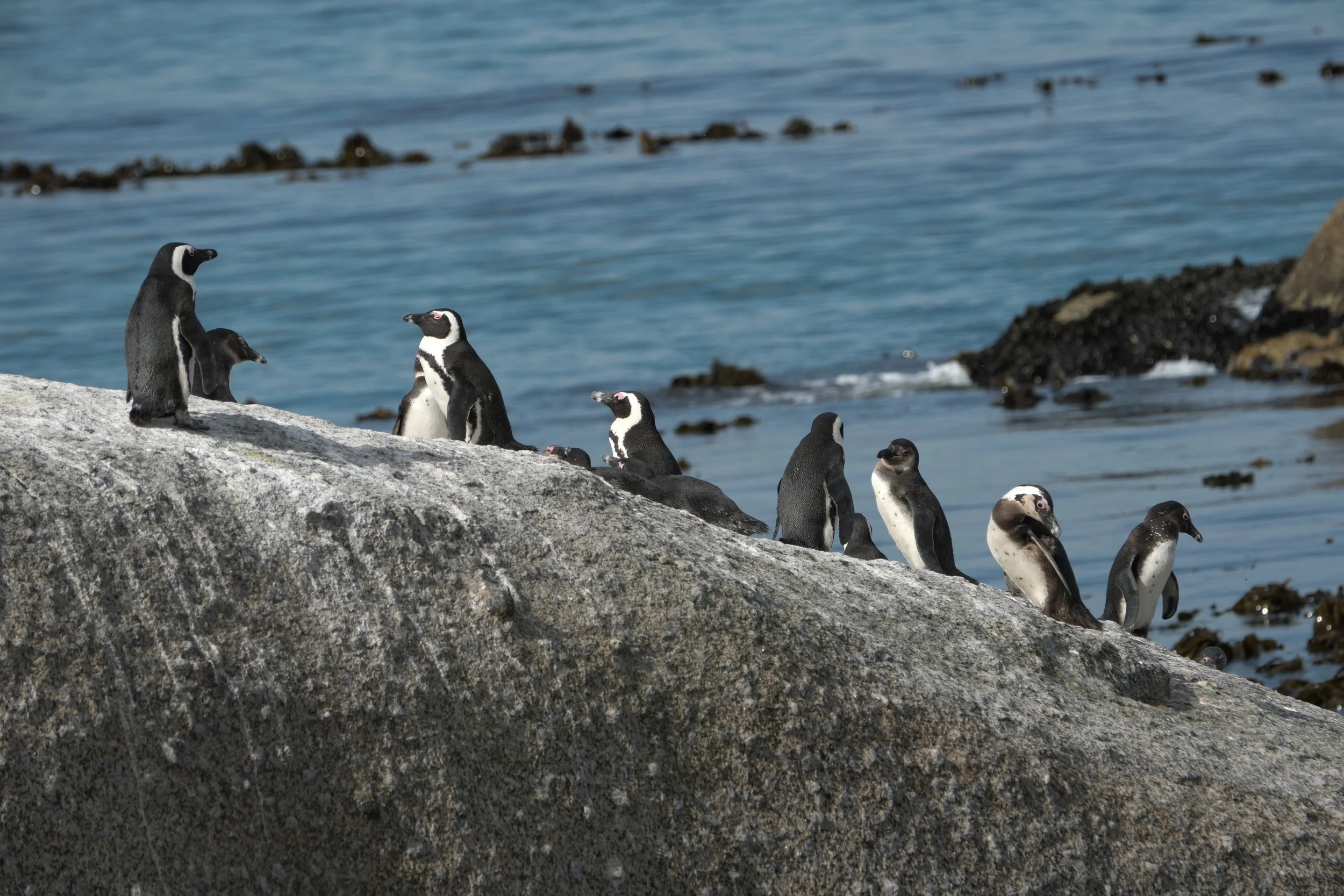 Group of young African penguins resting on rocky shoreline by water.