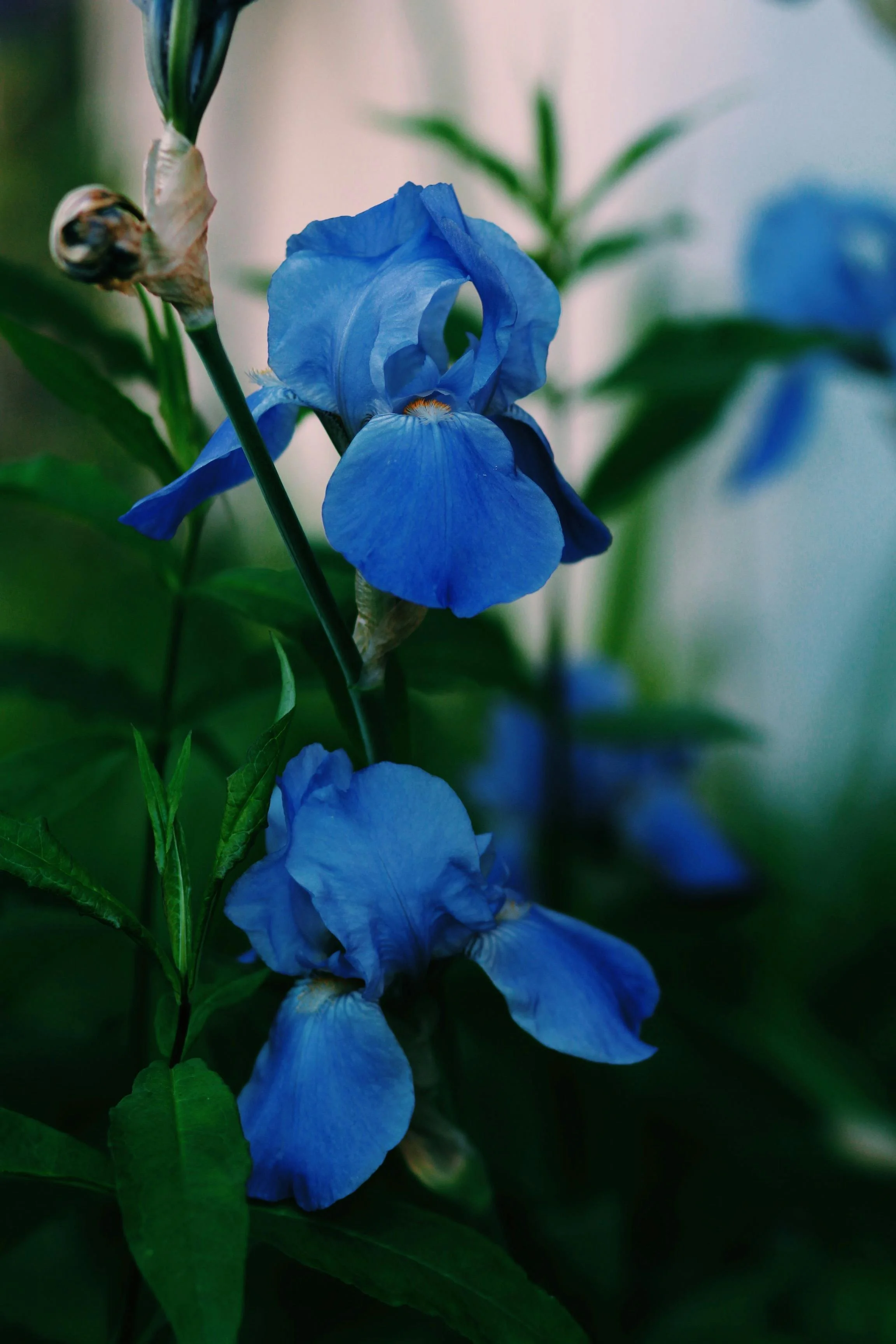 Close-up of a blue Iris flower with green leaves in the background.