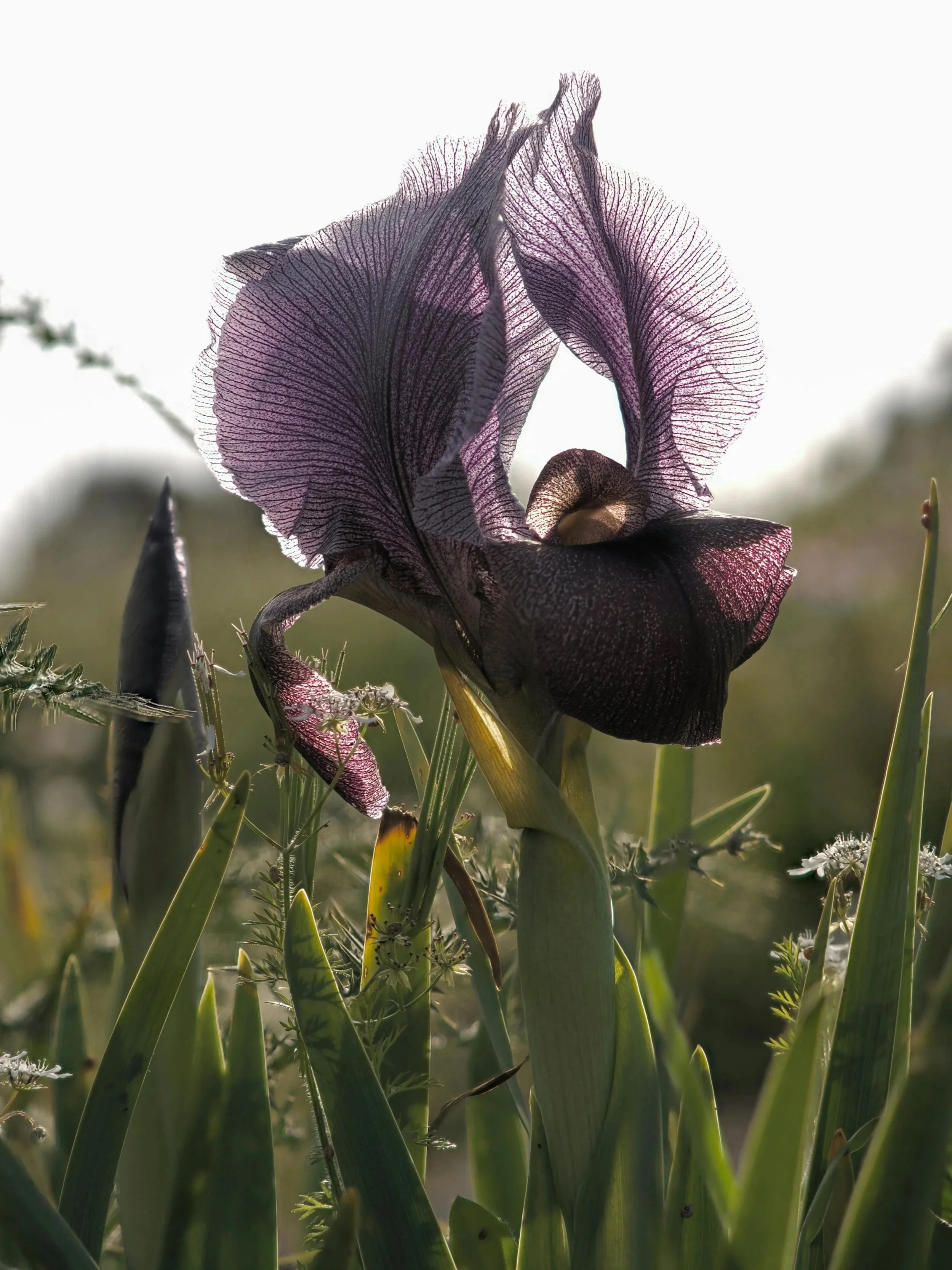 A close-up of a purple and black iris flower with its petals backlit by sunlight, surrounded by green leaves and grass.