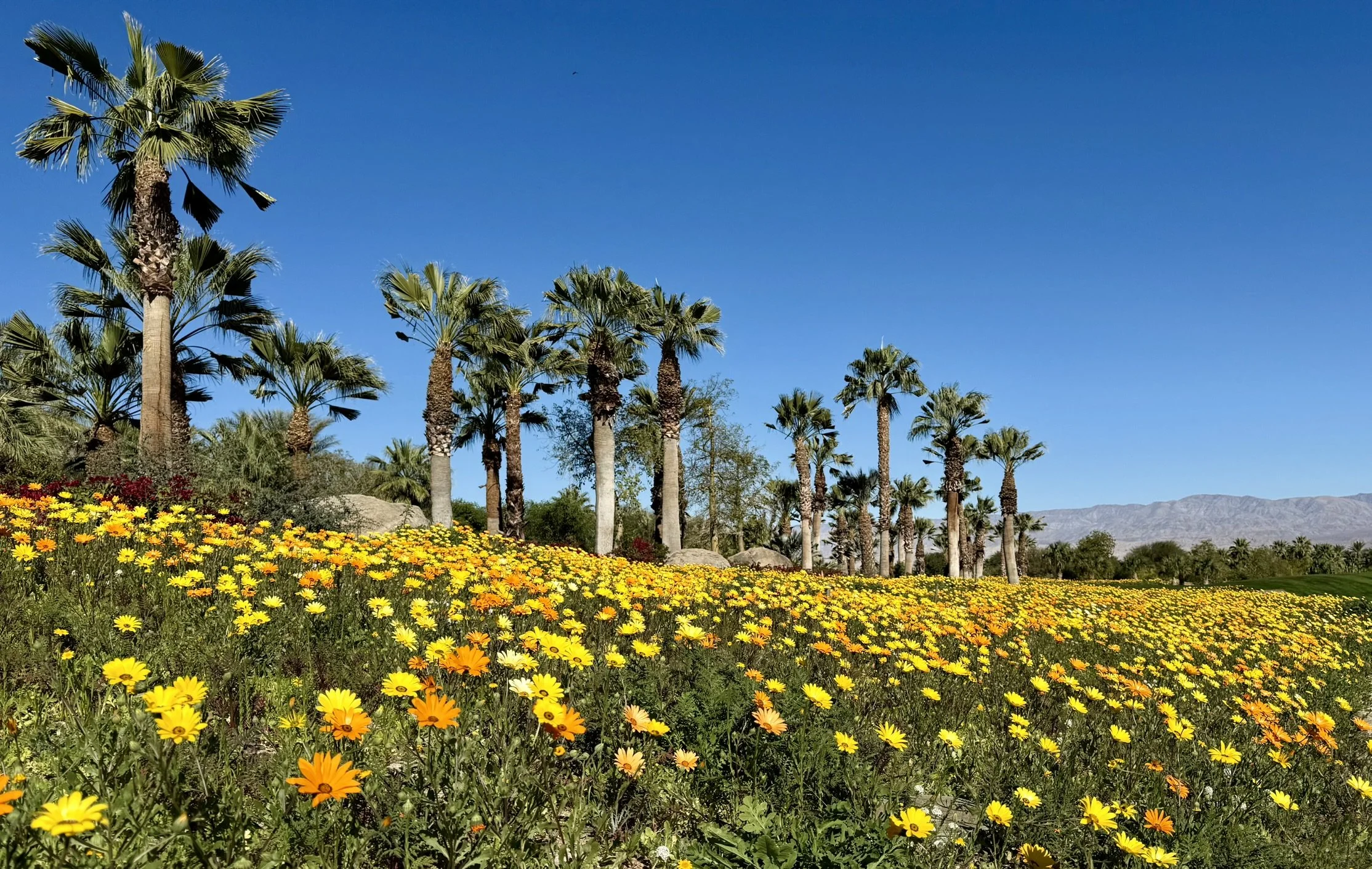 Landscape Design, Planning, and Installation