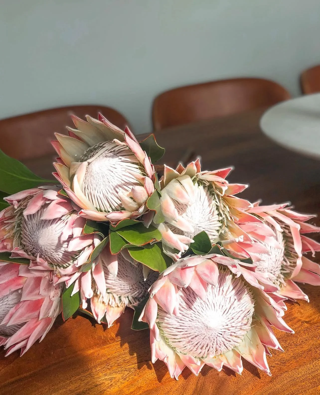 A bouquet of pink and white protea flowers with green leaves on a wooden table.