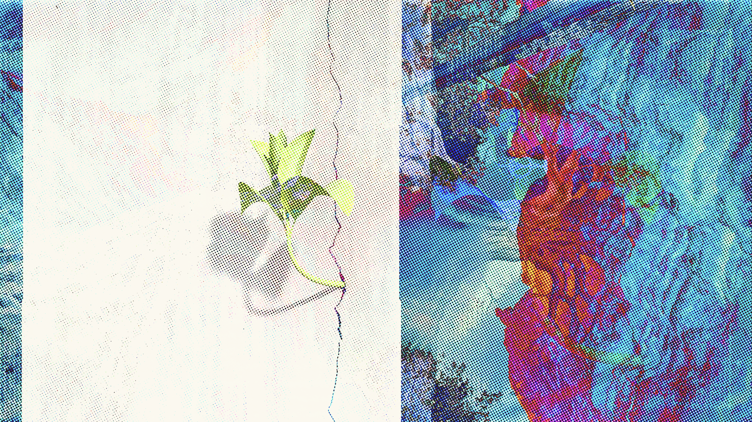 Wellspring Proto-trend Report