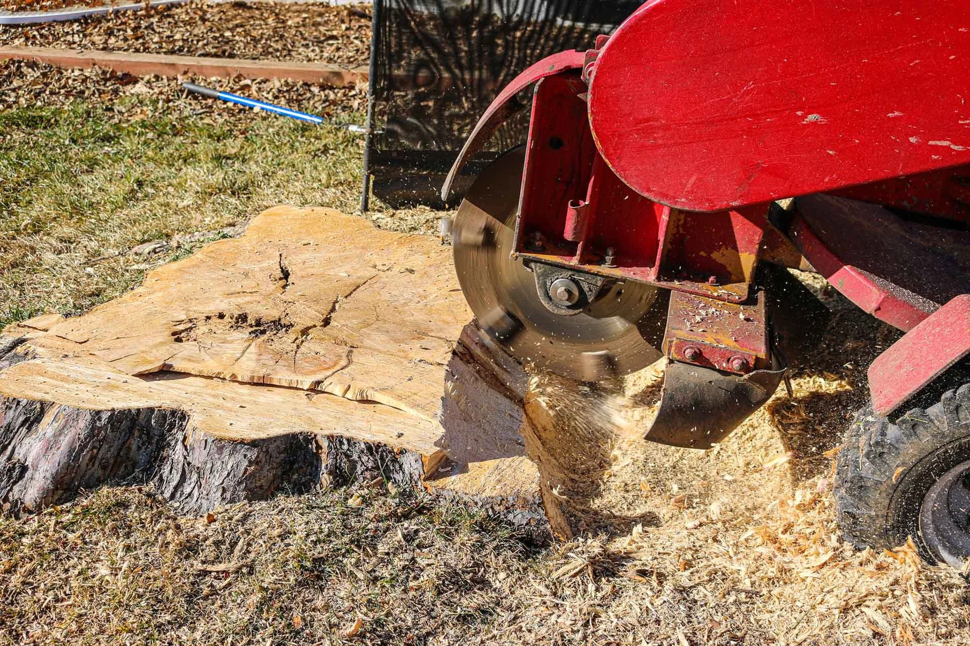 A red wood-cutting machine is cutting through a large tree stump outdoors, with sawdust flying around.