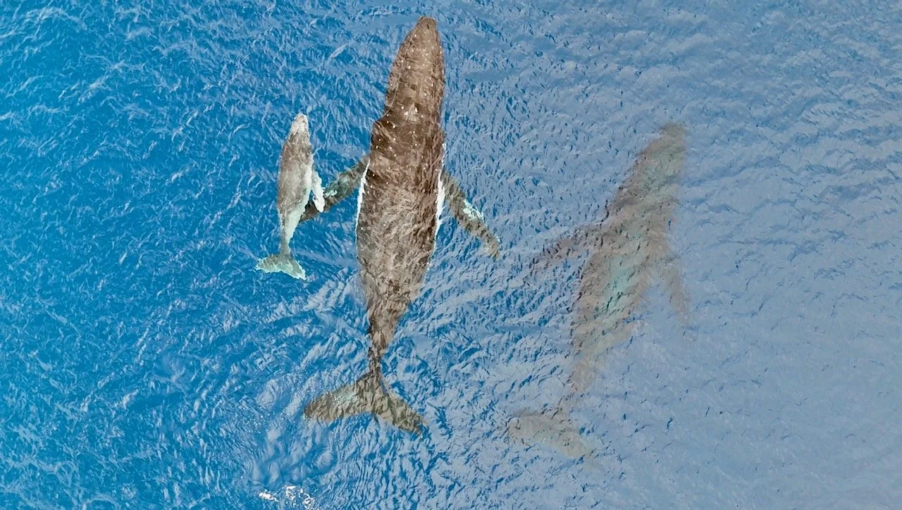 🇹🇴 Tonga - Humpback Whales