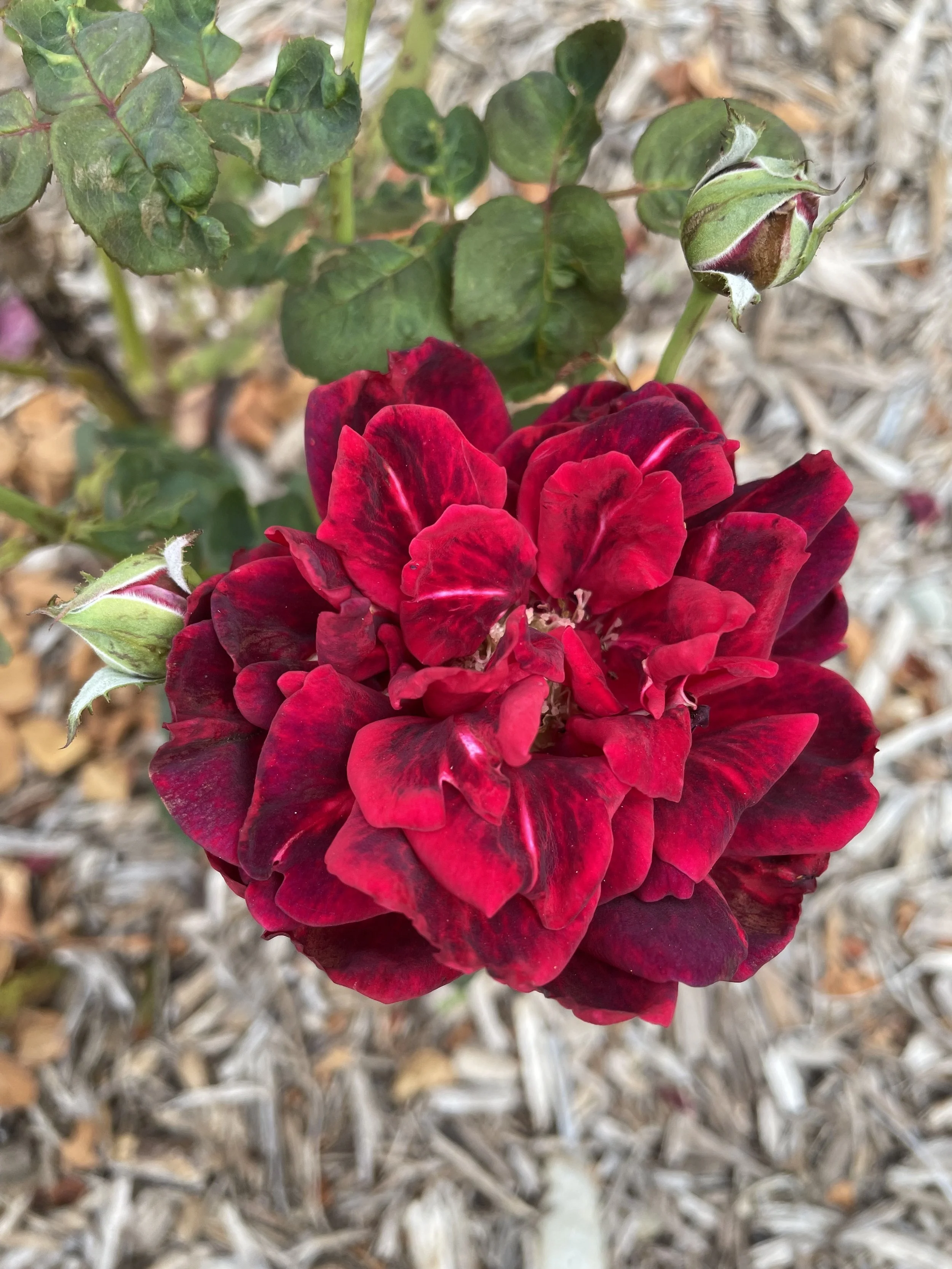 A vibrant red rose in full bloom with some green leaves and rosebuds around it, set against a background of wood mulch.