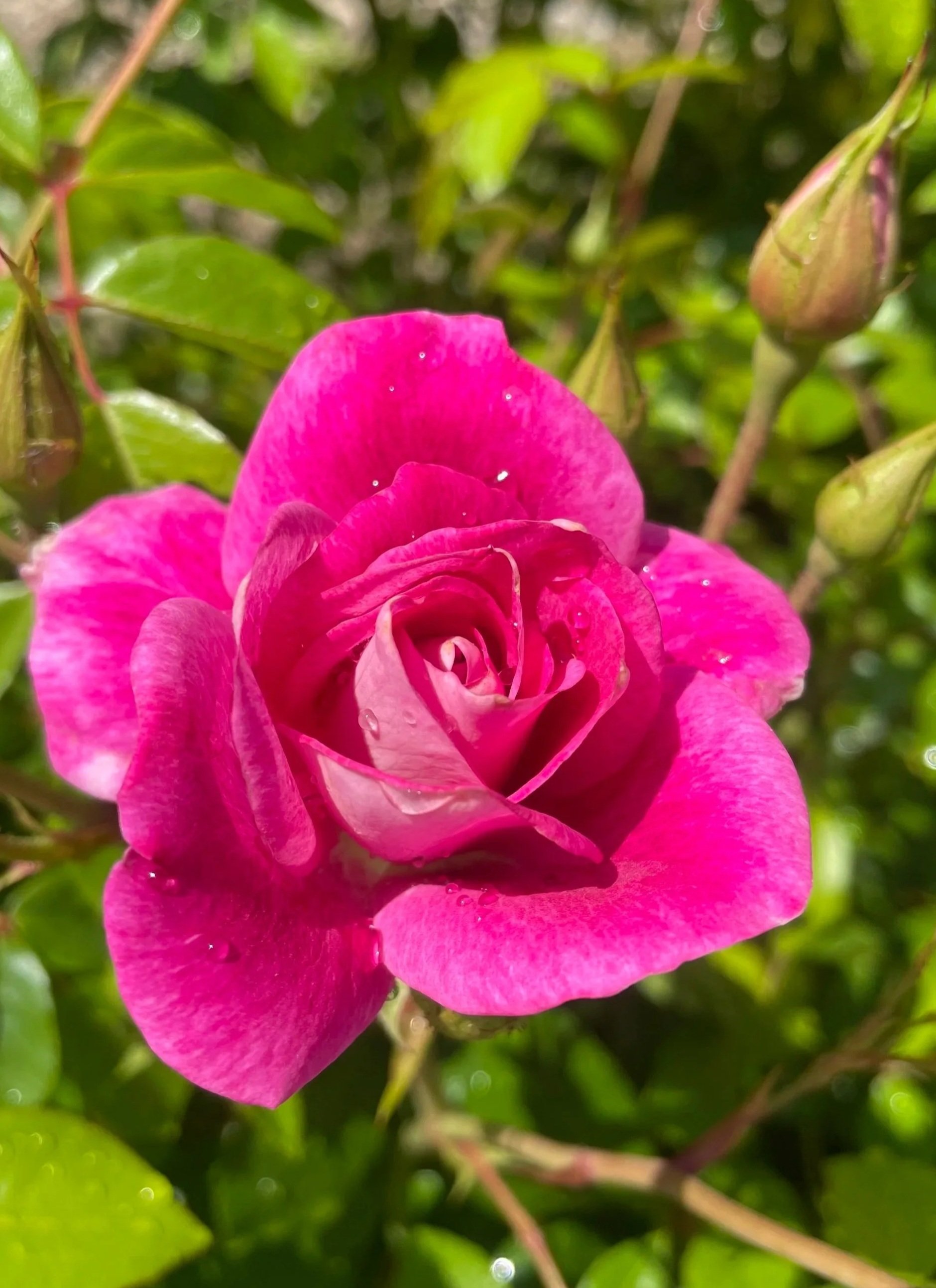 Close-up of a pink rose with dew drops on petals surrounded by green leaves and buds.