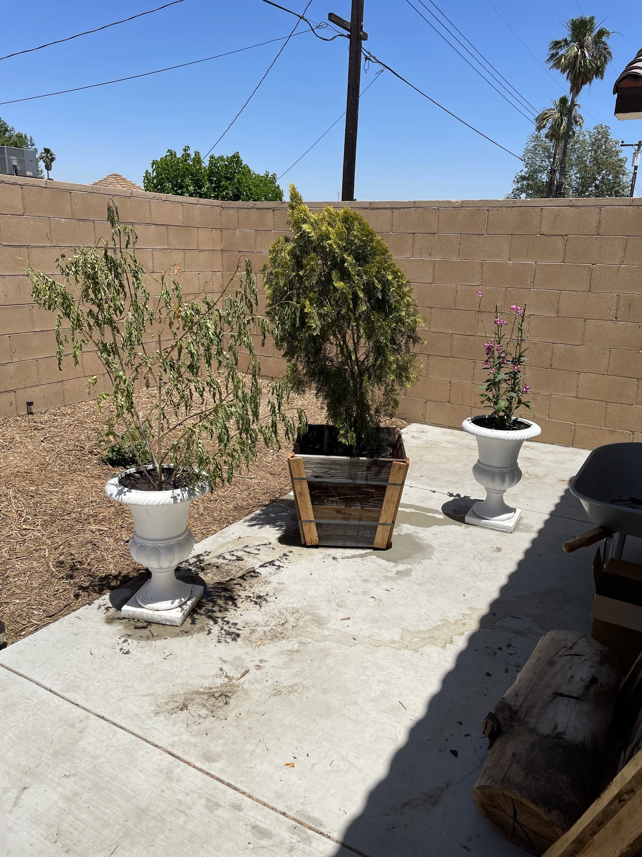 Plant Rescue Bundle 🌿 (In-Person)