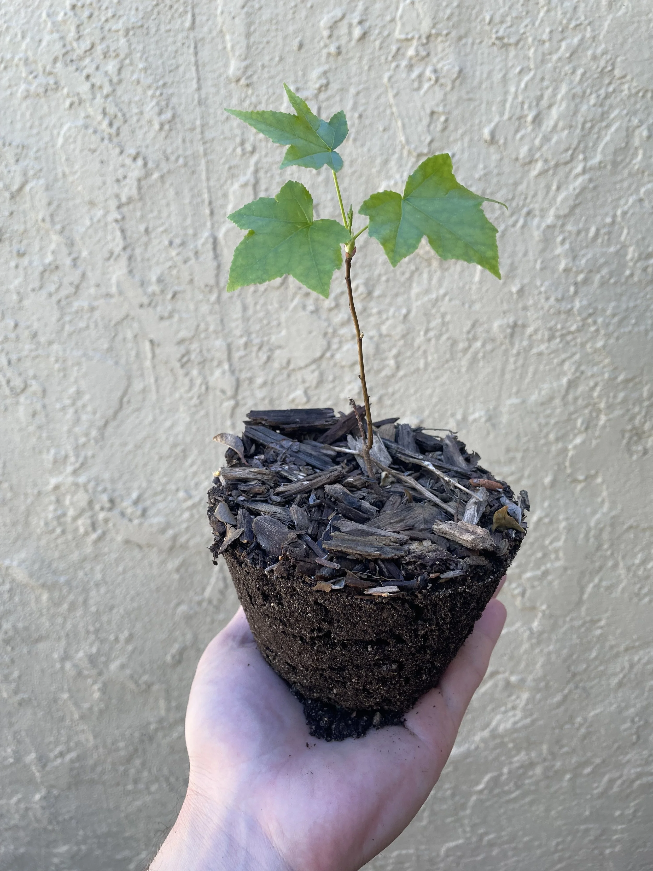 Hand holding a small potted plant with green leaves against a textured beige wall.