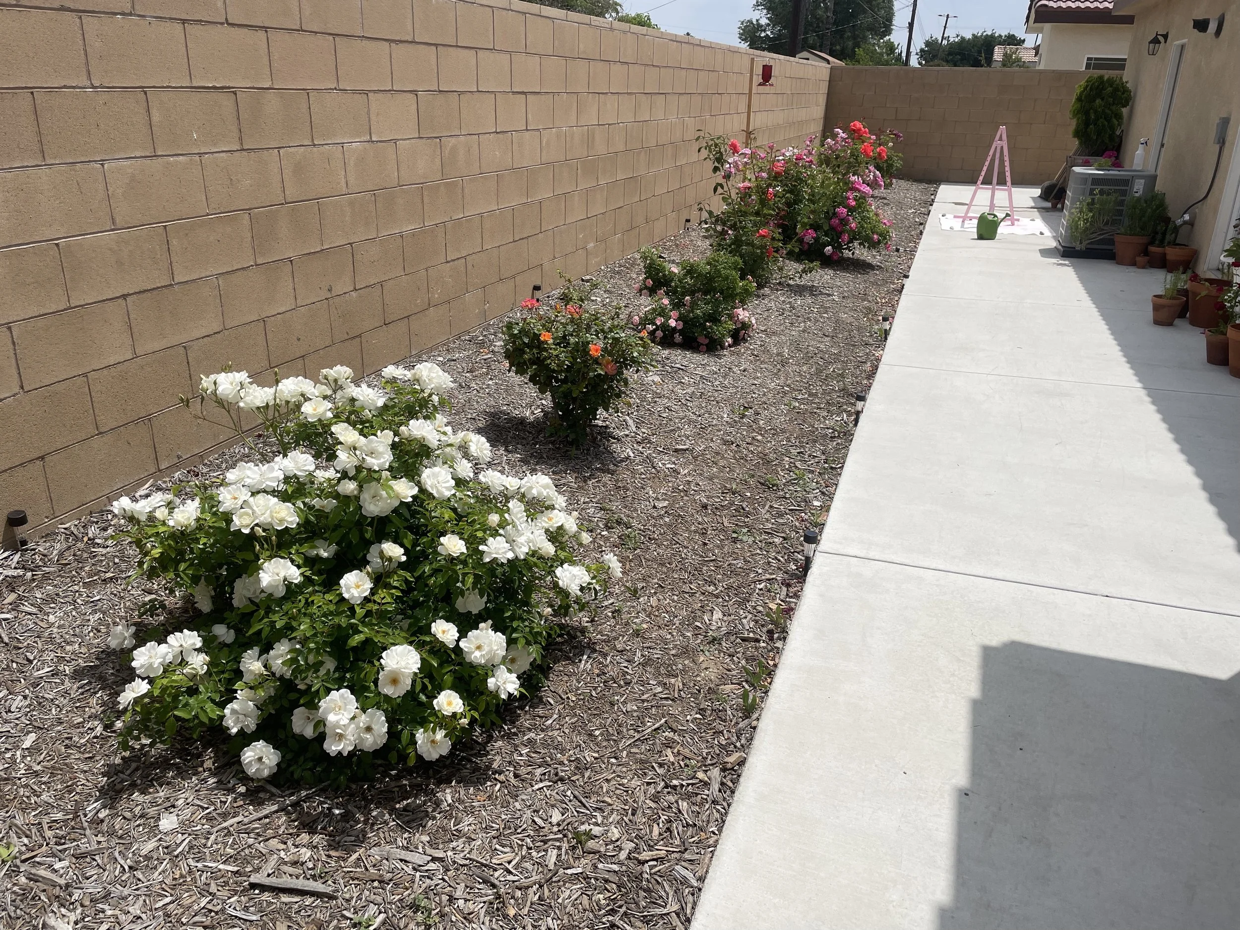 A flower bed with white, orange, pink, and purple roses along a beige brick wall, next to a concrete sidewalk in a backyard.