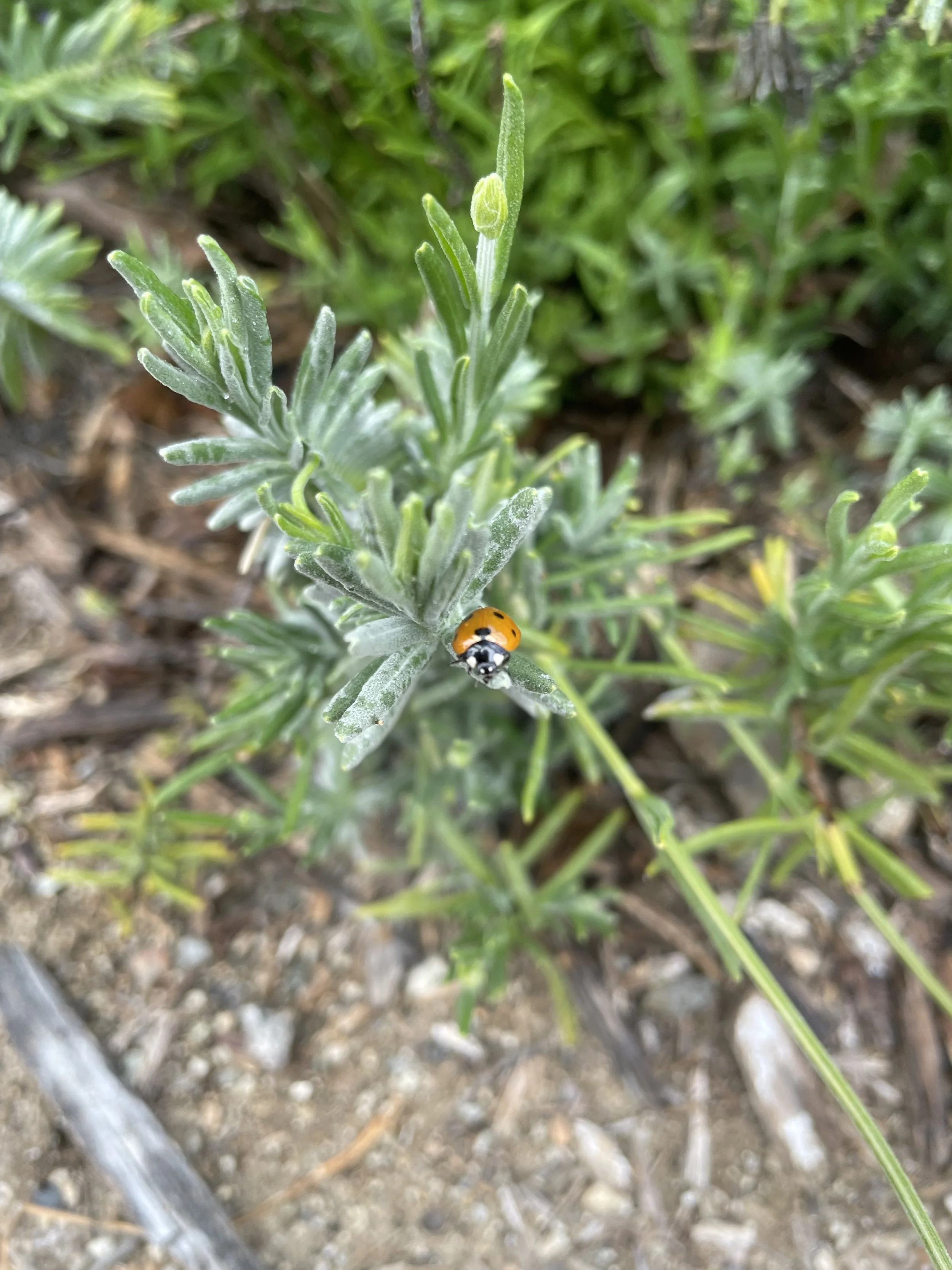 Close-up of a small ladybug on a green plant with textured leaves, with soil and grass in the background.