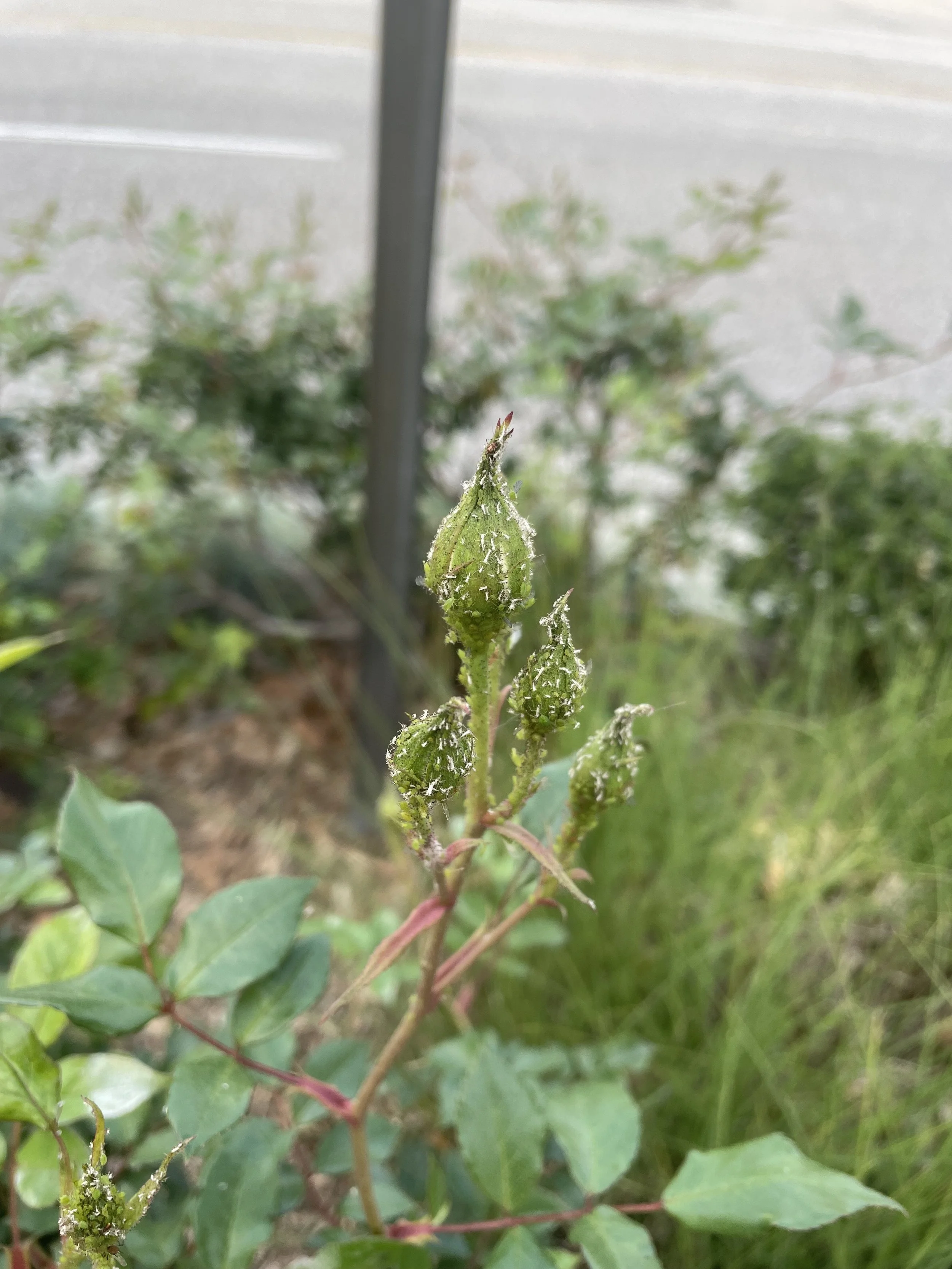 Plant SOS Session 🪴 (In-Person)