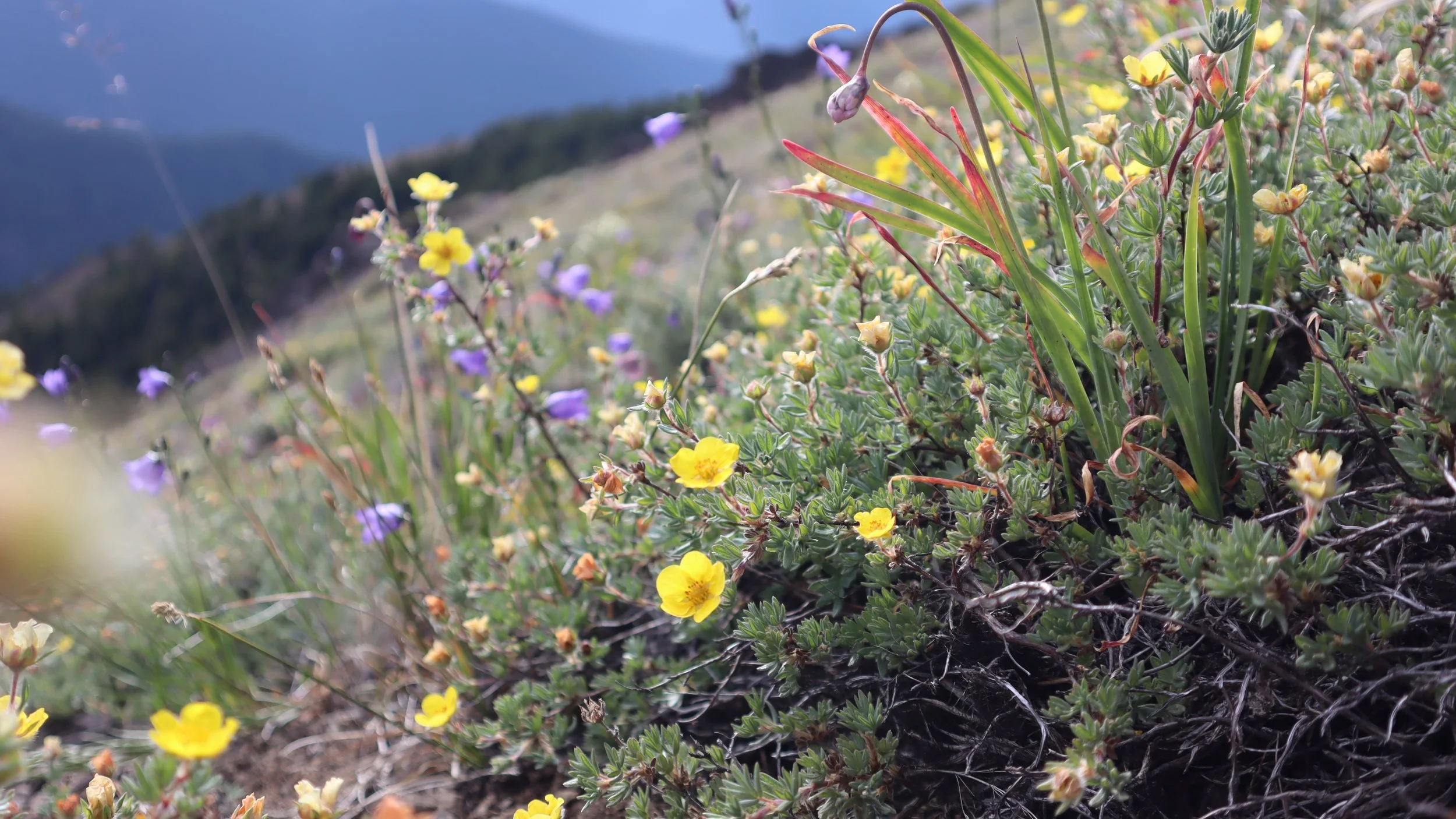 1:1 Coaching (1-hour)