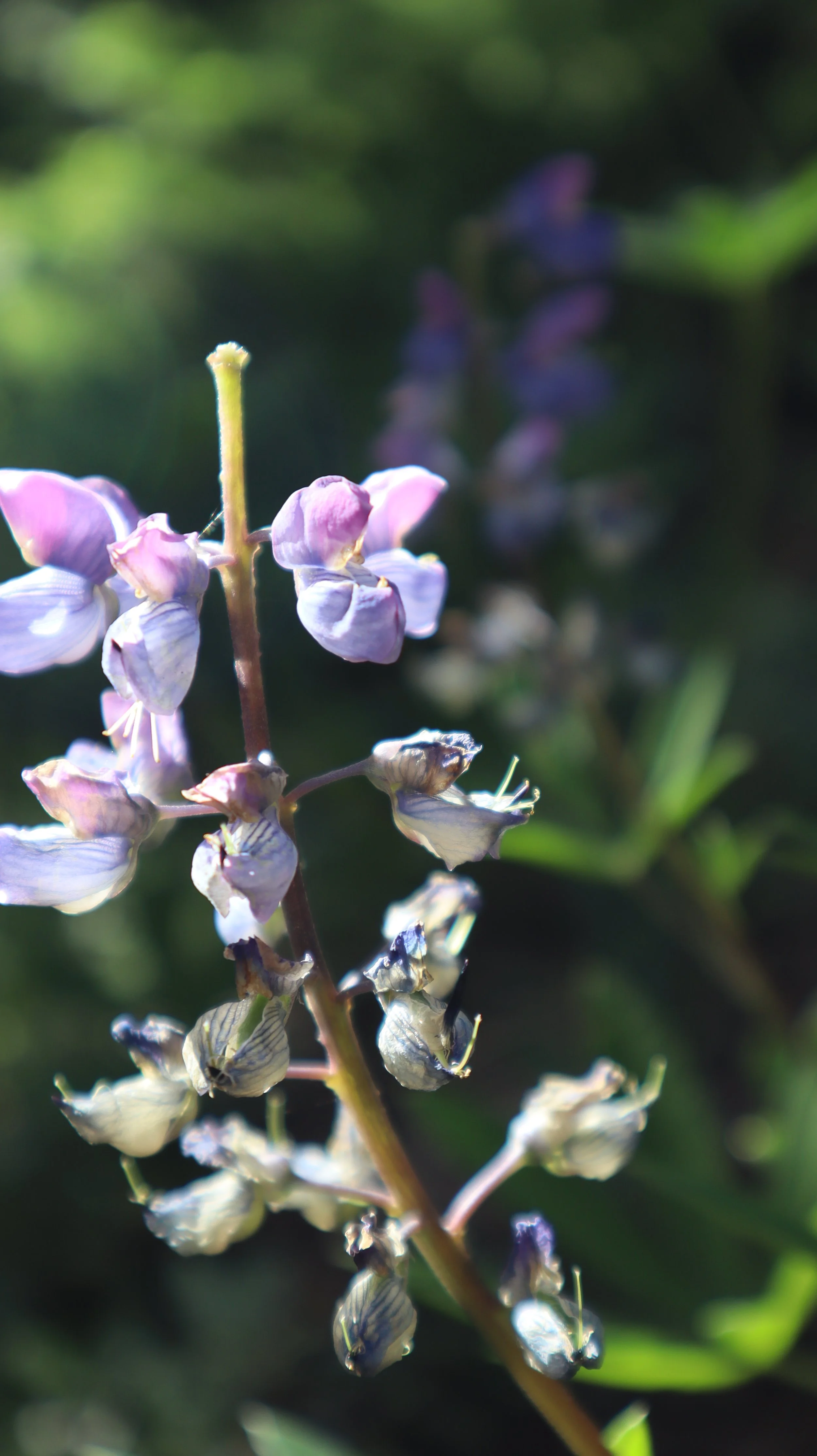 1:1 Consultation (1-hour)