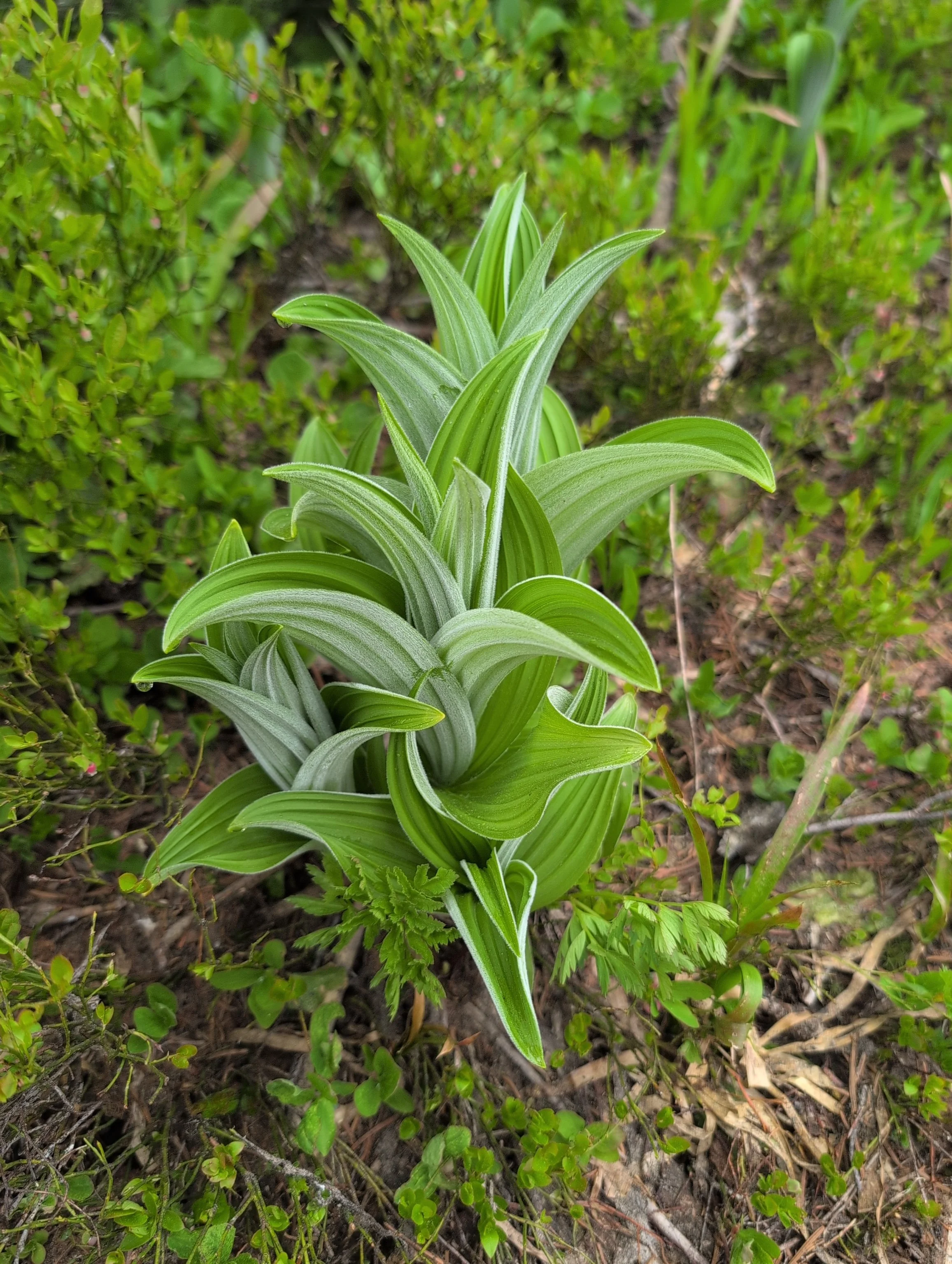 Polycule Coaching (1-hour)