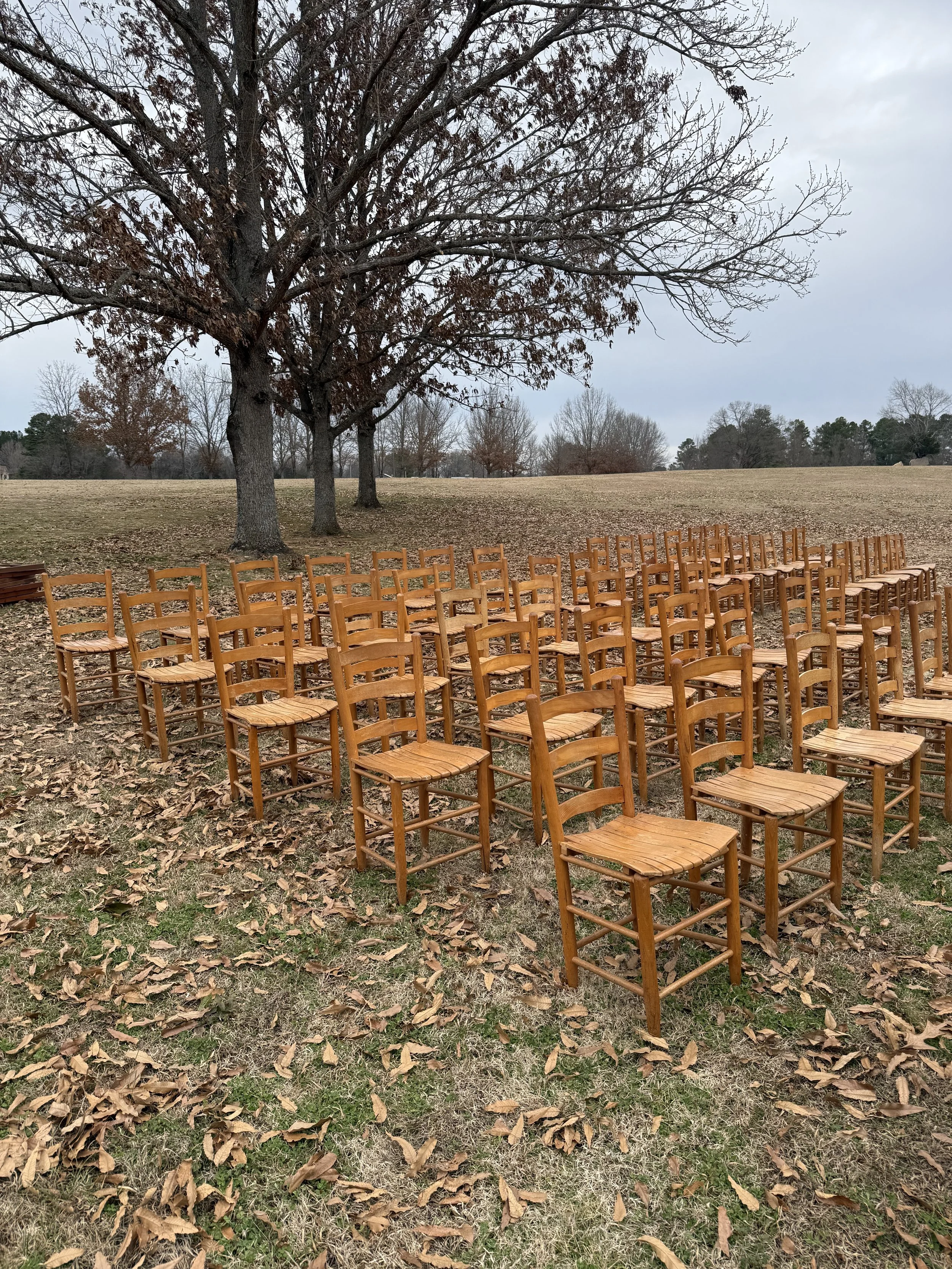 Outdoor event setup with numerous wooden chairs arranged in rows on a grassy field with fallen leaves, under tall trees with mostly bare branches, during overcast weather.