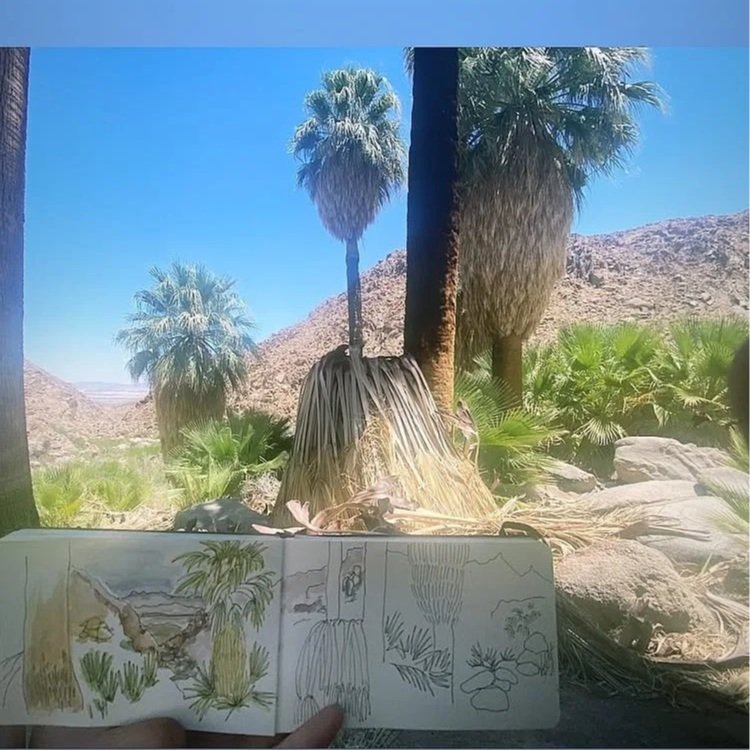 joshuatree2.jpg