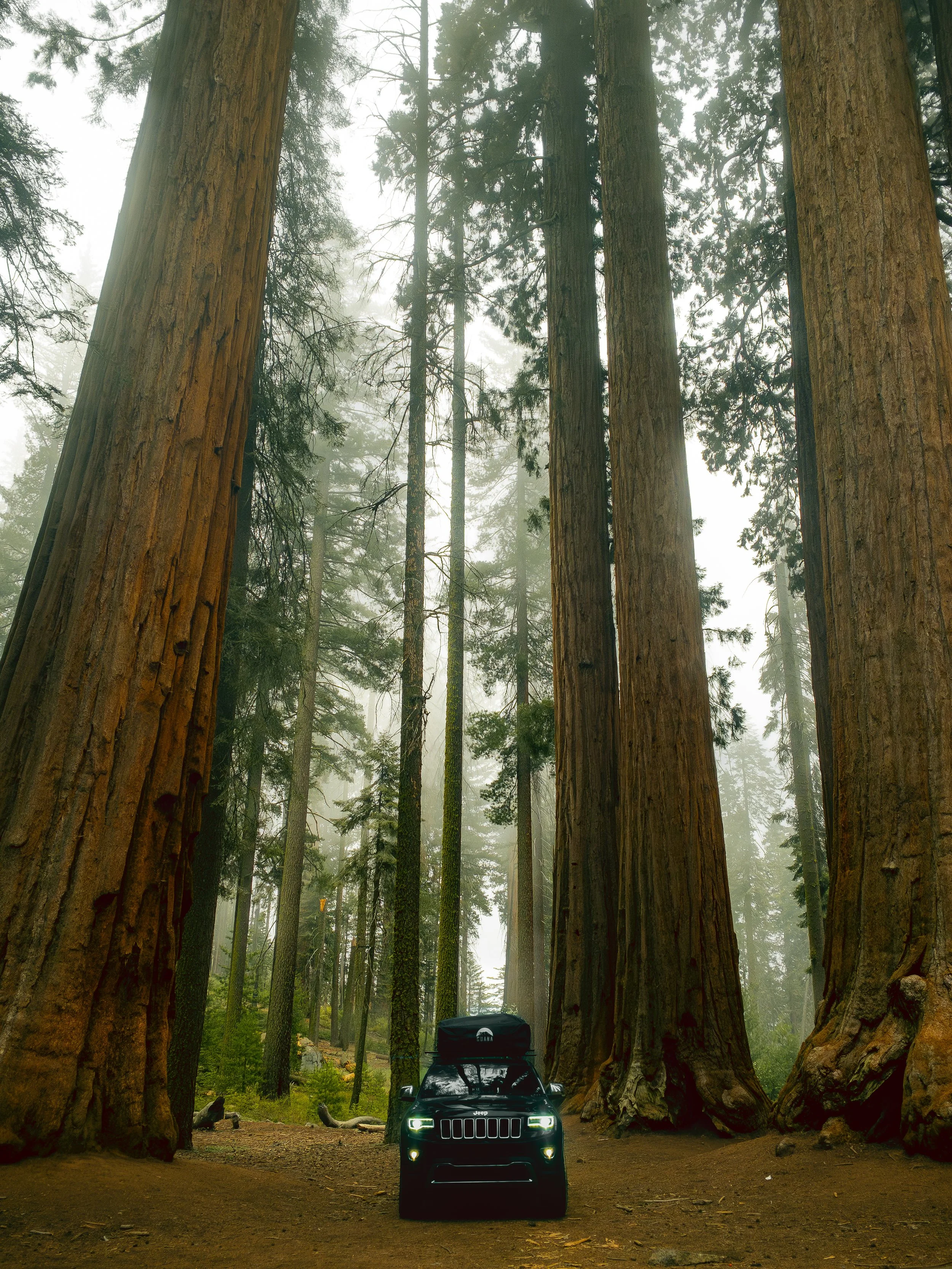 A black SUV with roof cargo is parked among tall redwood trees in a foggy forest.