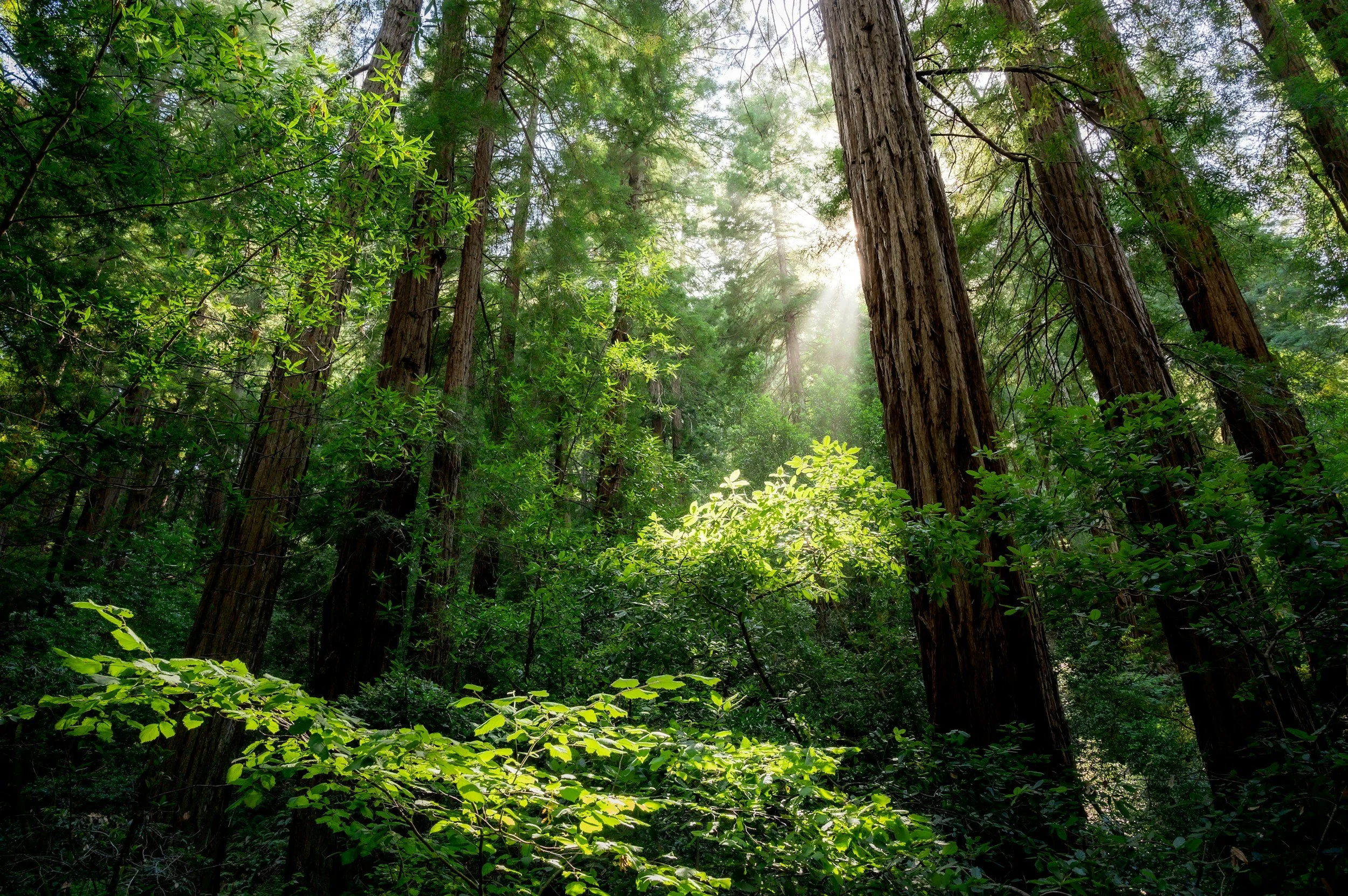 Sunlight filtering through tall trees in a Marin, California forest with green foliage.