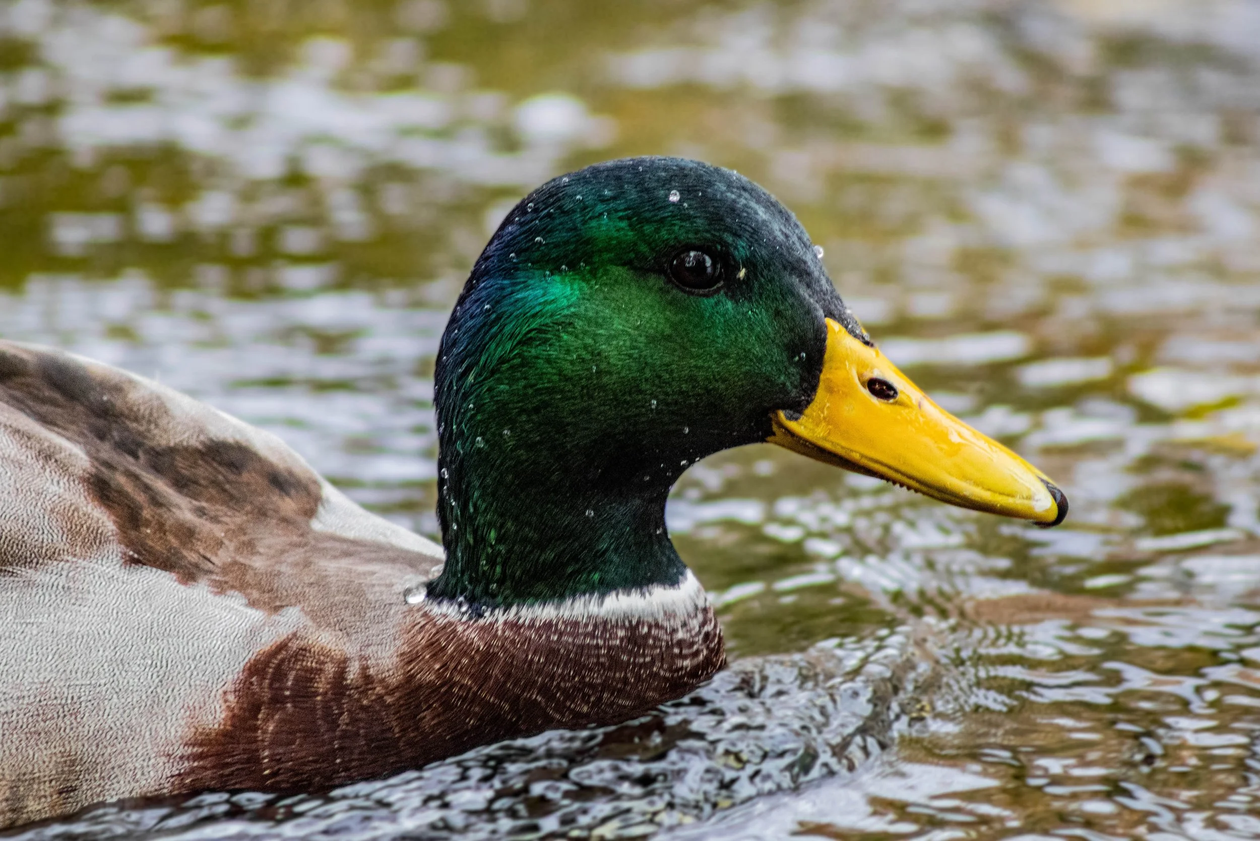 Close-up of a mallard duck swimming in water, showing its green head, yellow bill, and part of its brown and gray body.