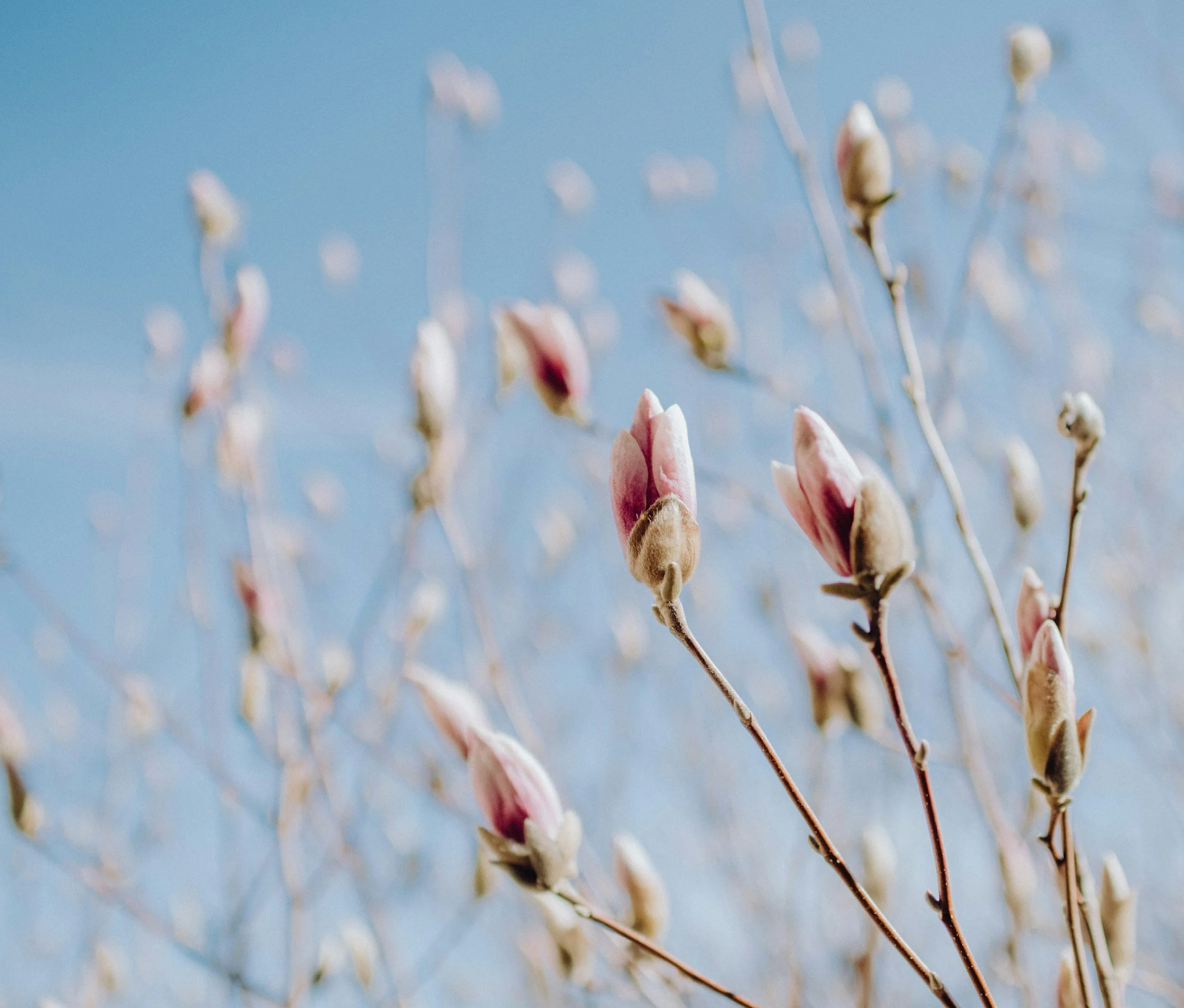 Close-up of pink and white magnolia buds on branches against a clear blue sky.