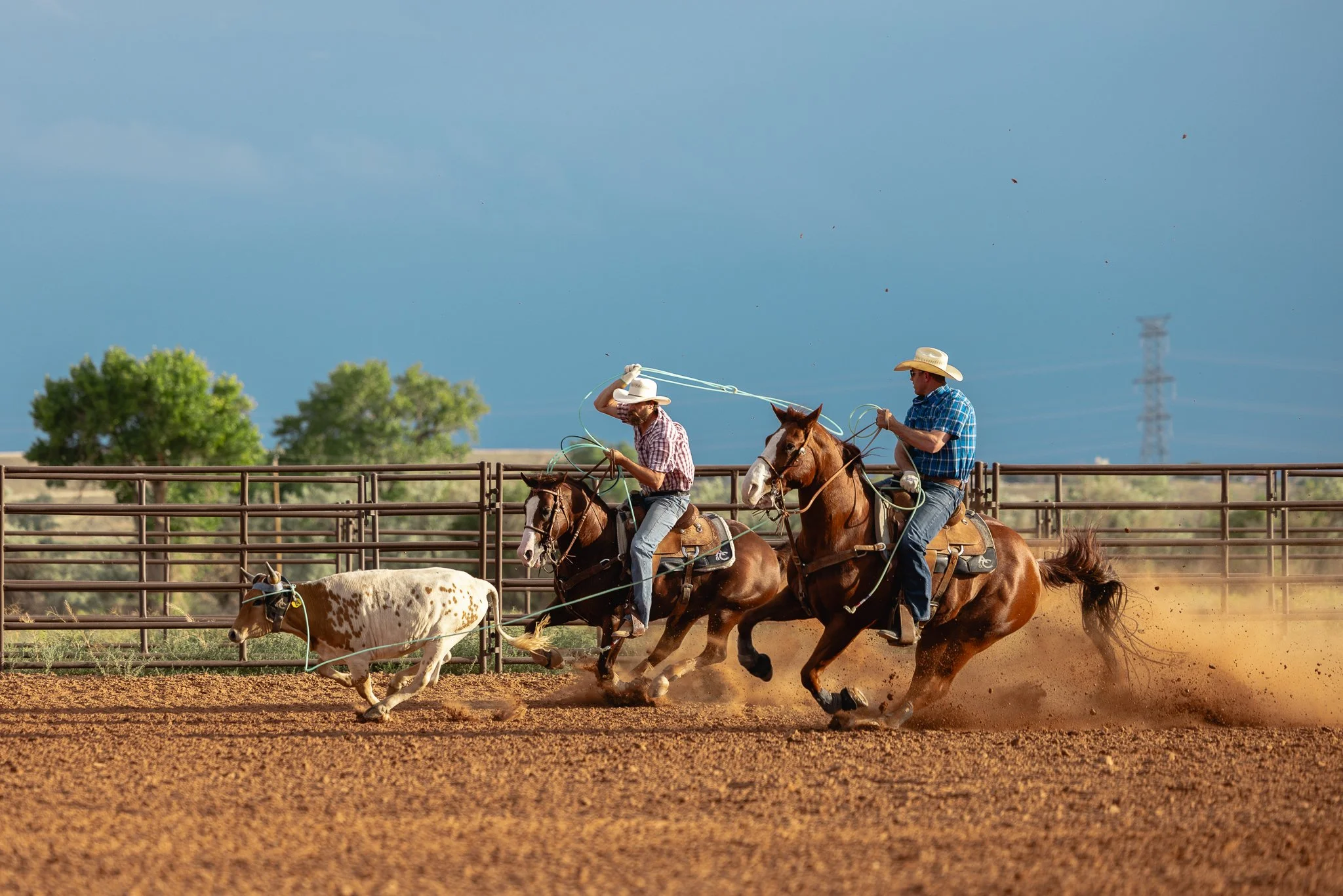 Two cowboys riding horses at a rodeo, chasing a calf on a dirt arena with a metal fence and trees in the background.