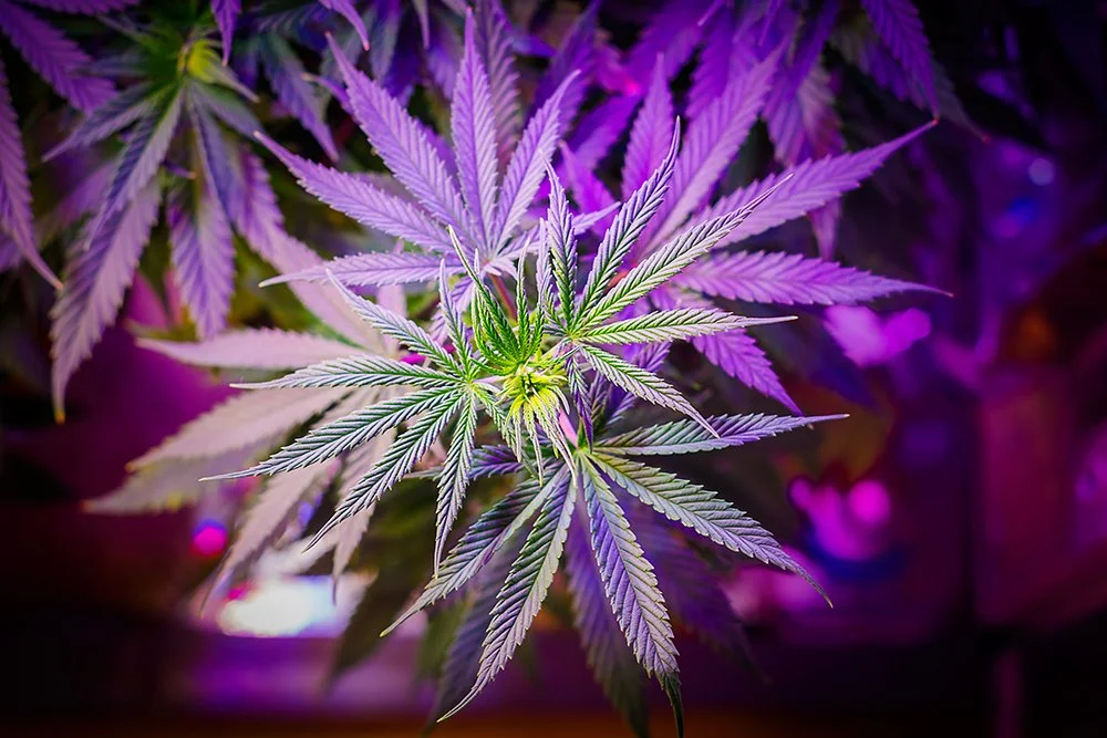 Could Recreational Cannabis Kill Medical Dispensaries?