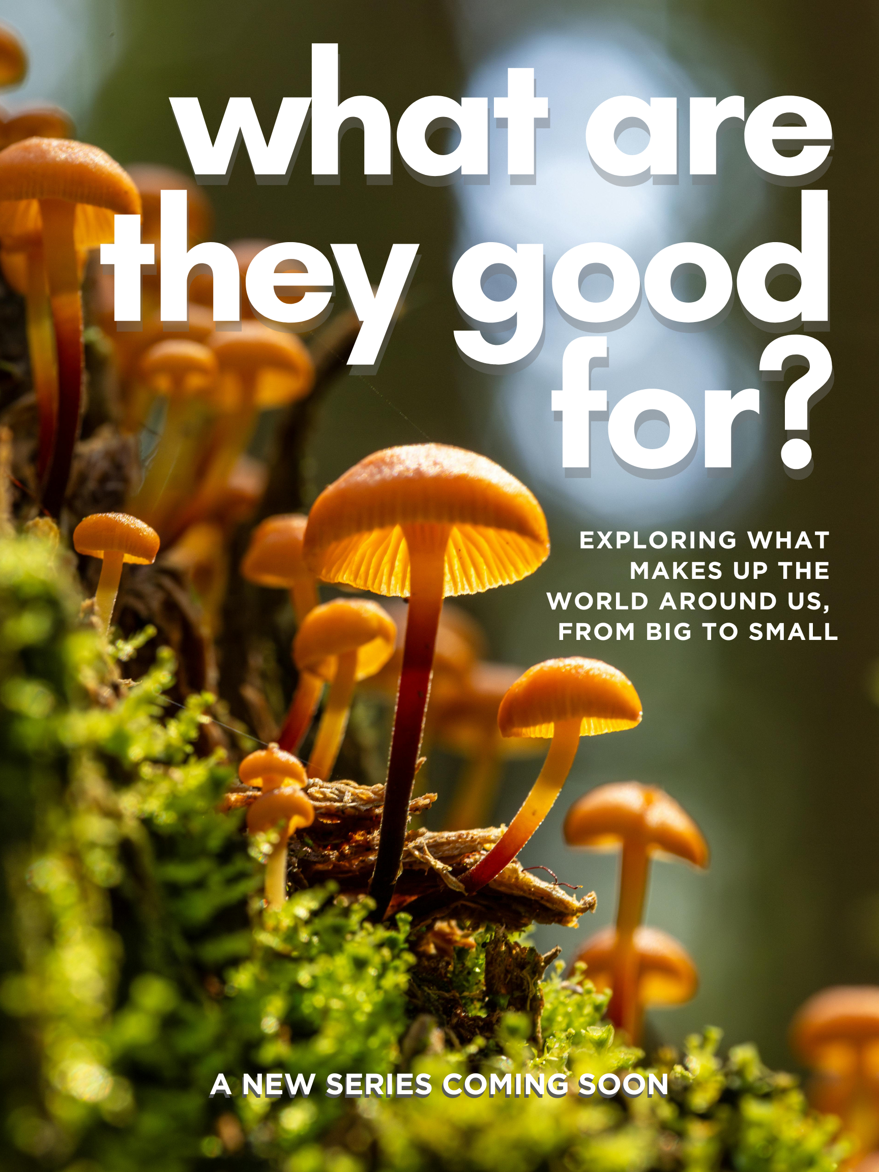 The poster for What Are They Good For, featuring a close-up of orange mushrooms growing on mossy wood in a forest.