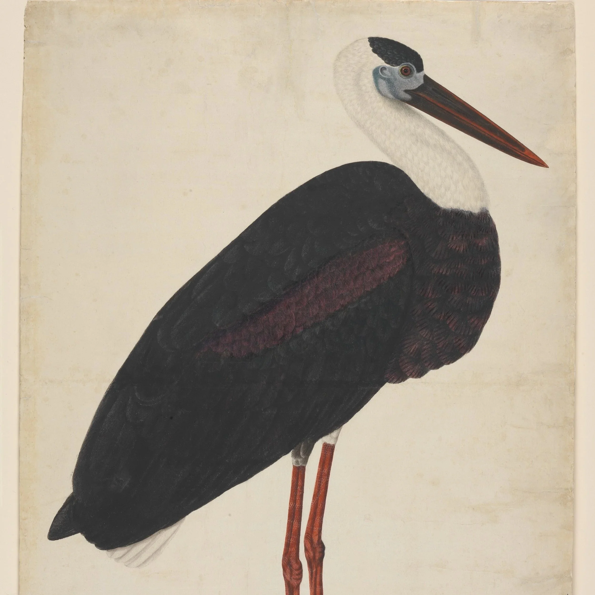 stork.jpg