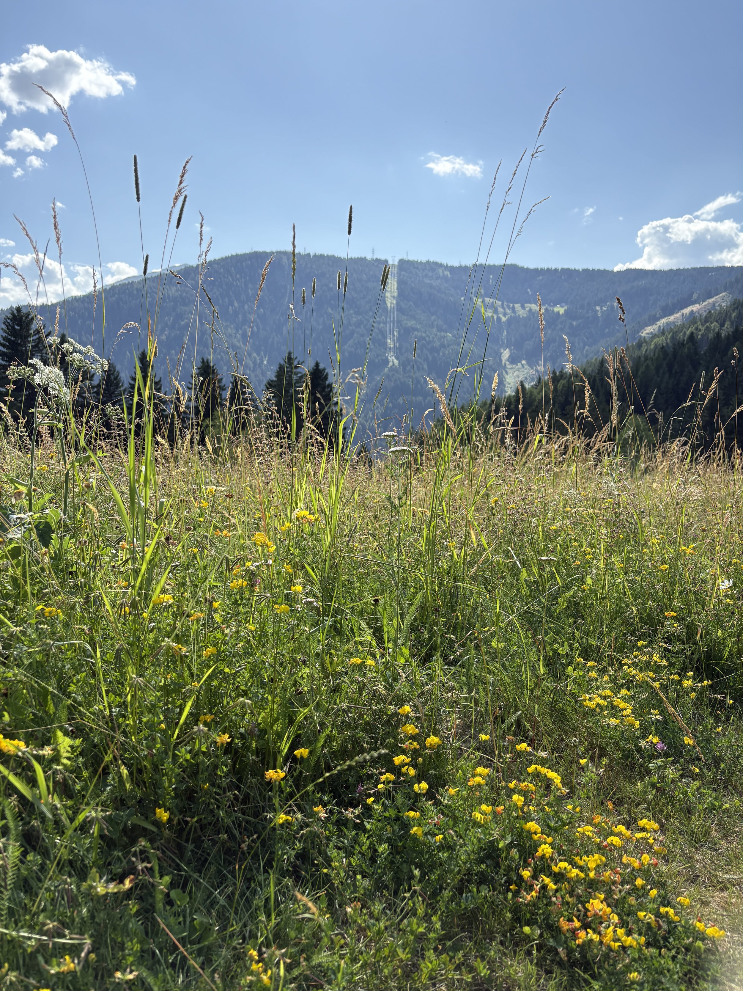 A field of wildflowers and tall grasses with forested mountains in the background under a blue sky with clouds.